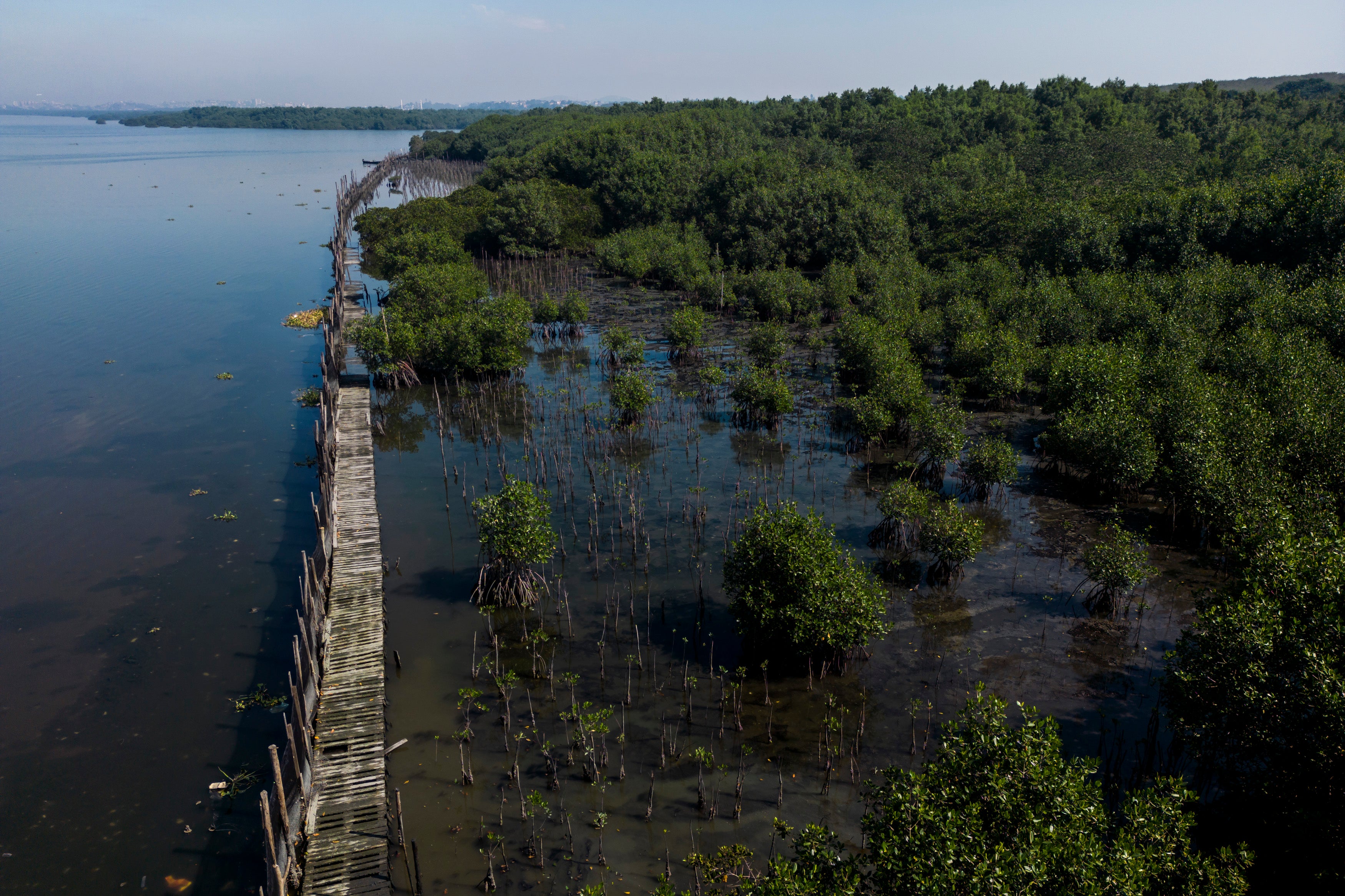 Brazil Mangrove Planting Project