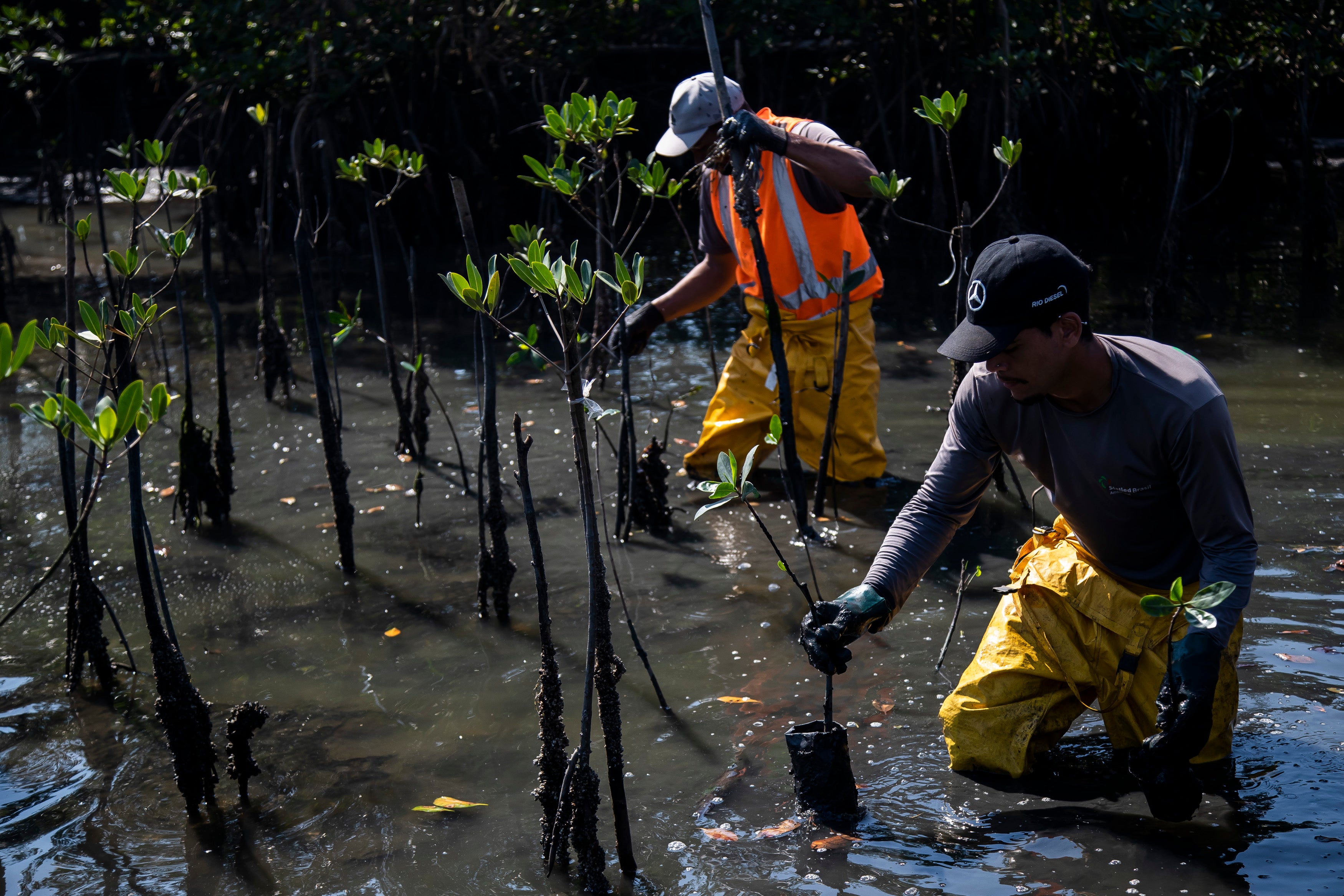 Brazil Mangrove Planting Project