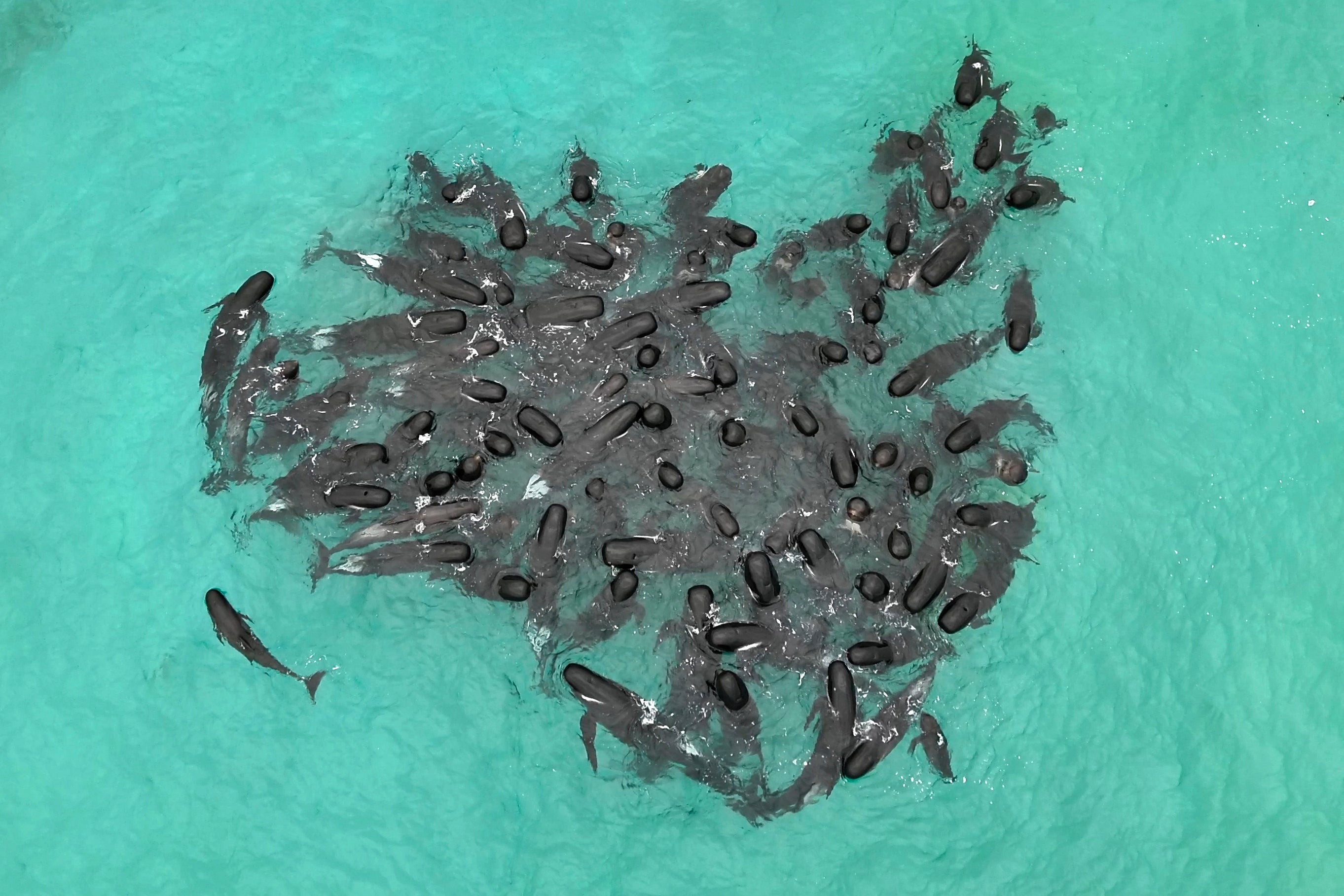 Australia Beached Whales