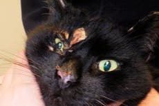 Cat suffers horrific injuries after boiling water poured over him