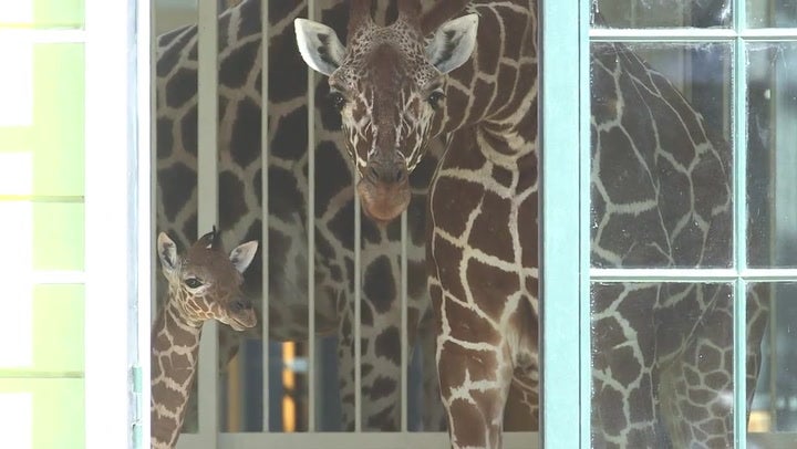 Watch: Newborn giraffe climbs to feet for first time at Vienna zoo