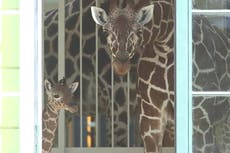 Watch: Newborn giraffe climbs to feet for first time at Vienna zoo