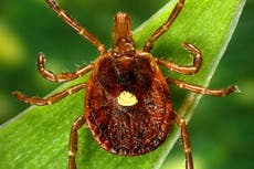 Tick bites can trigger a meat allergy in humans. The CDC says it’s only becoming more common