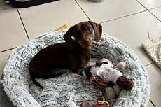 Twiglet the stolen dachshund reunited with ‘happy’ owner