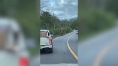 Watch: Curious wild elephant approaches drivers on Thailand road