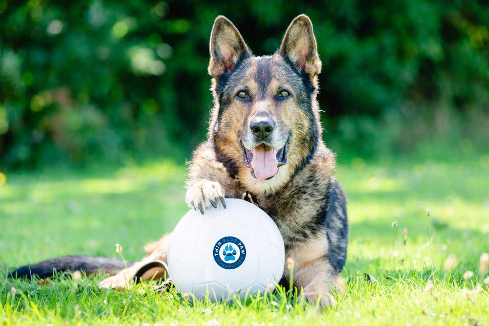 Retired police dog Finn suffered near-fatal injuries in 2016 (Thin Blue Paw Foundation/PA)