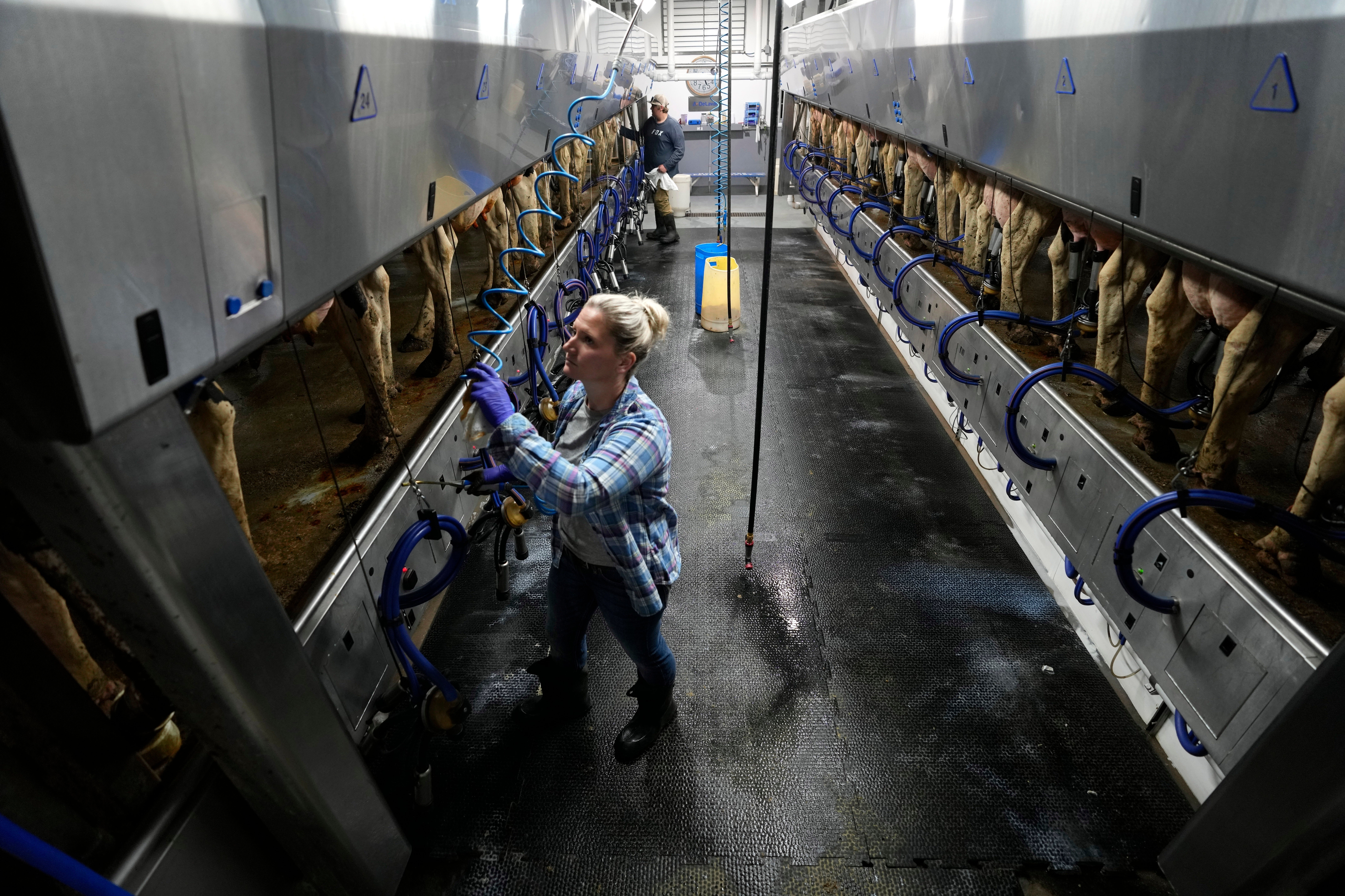 Livestock Heat Stress