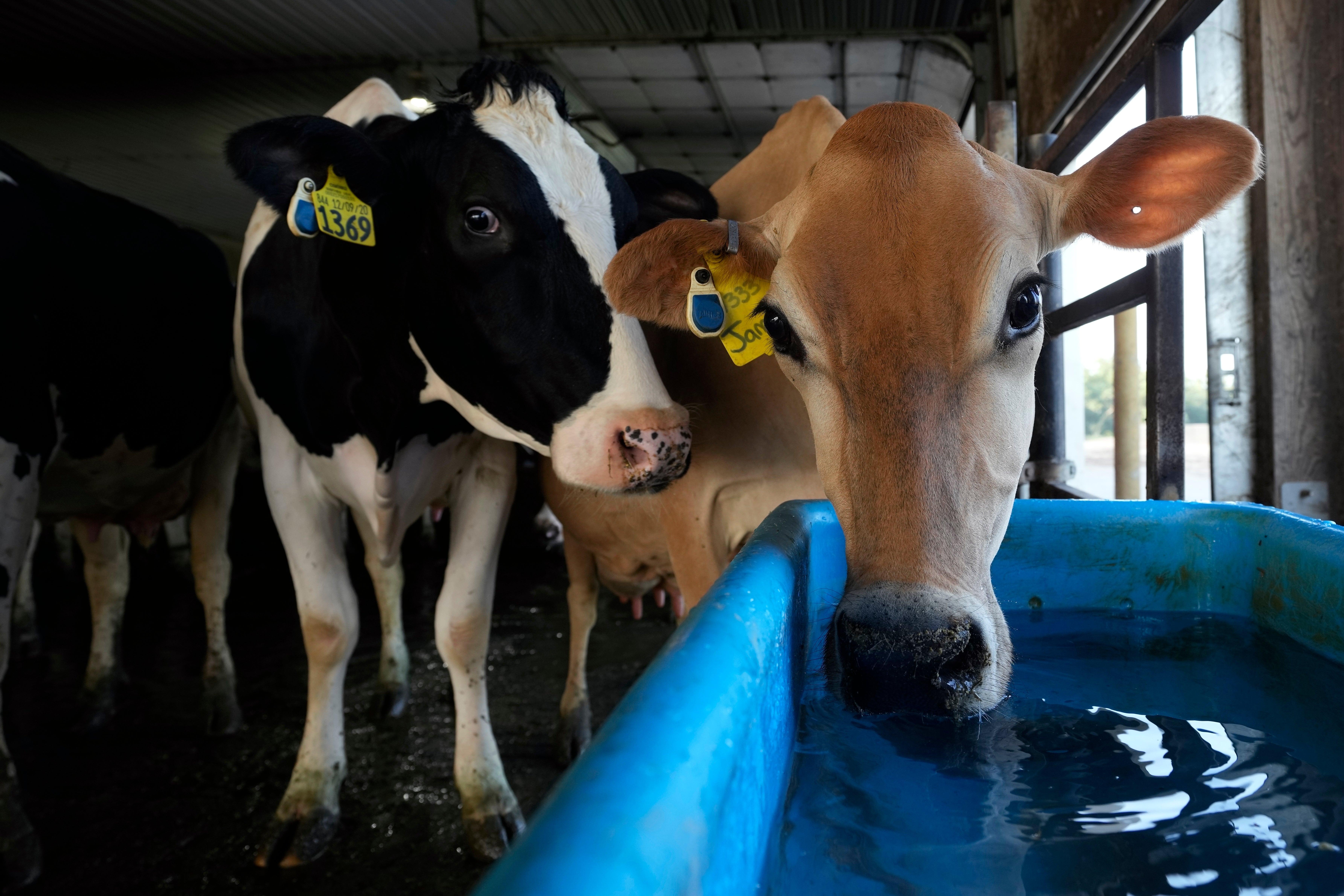 The fly isn’t picky with the animals it infects - though its infestation would be devastating to livestock farmers