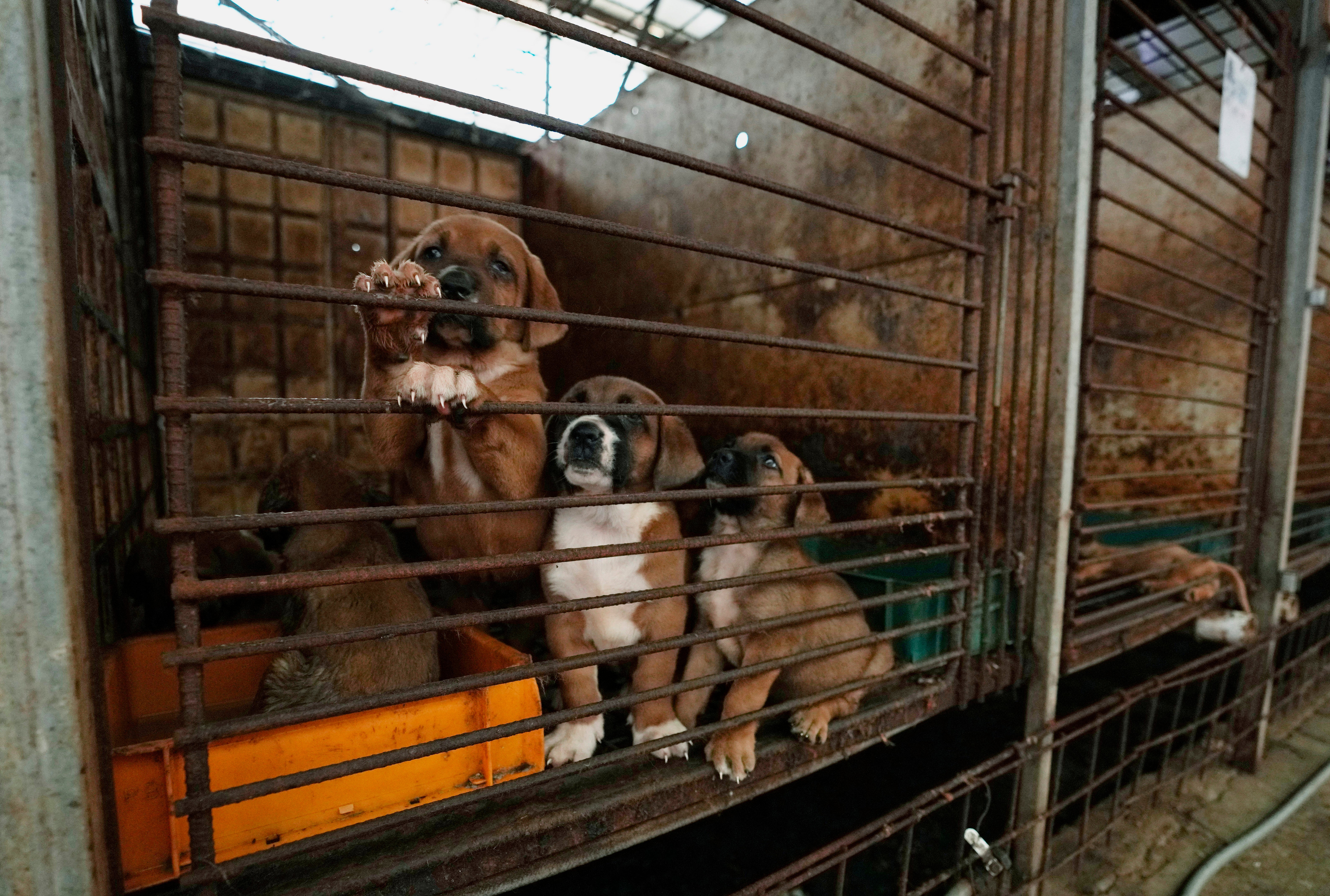 South Korea Dog Meat