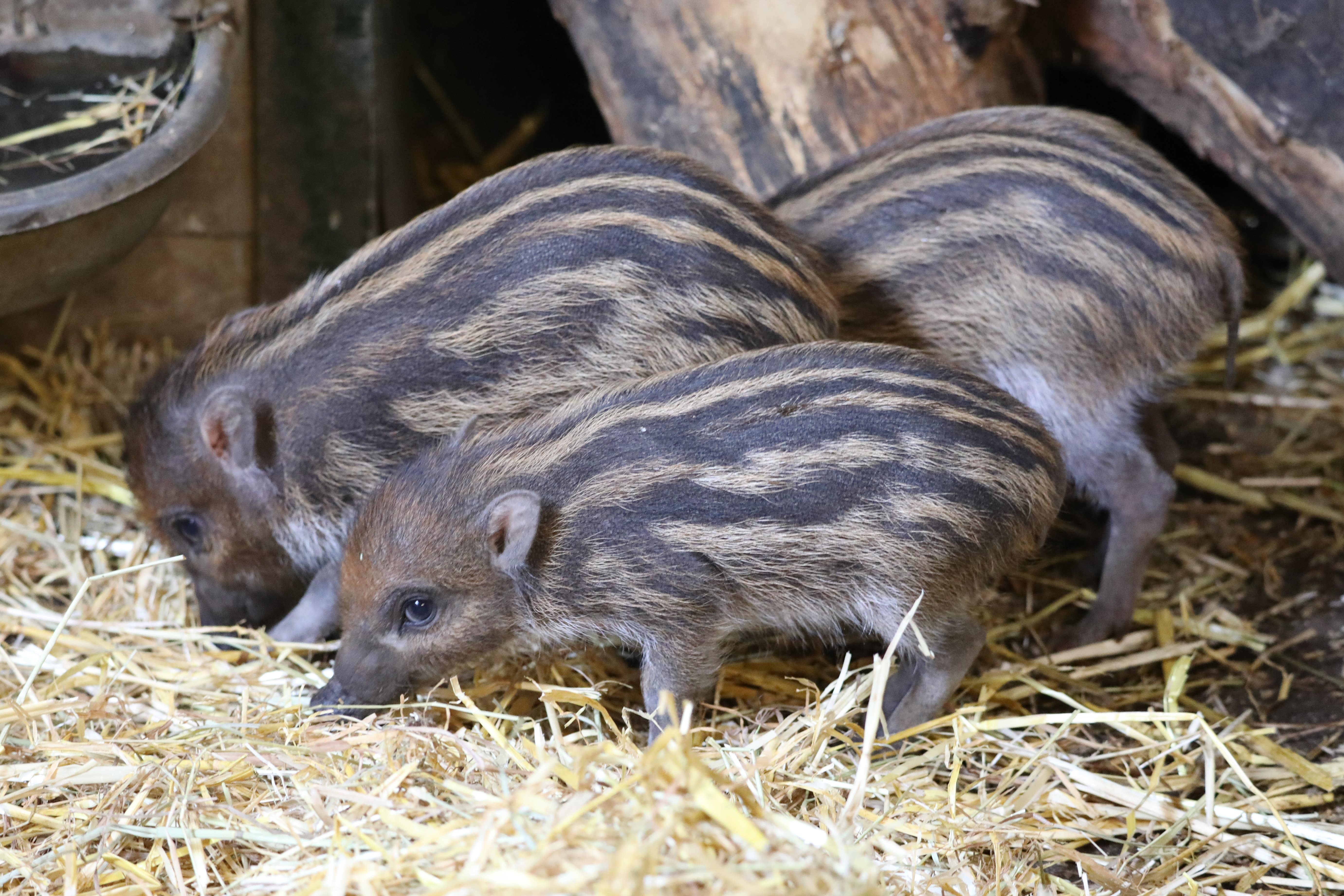 Visayan warty pigs are native to the Visayan islands in the Philippines (RZSS/PA)