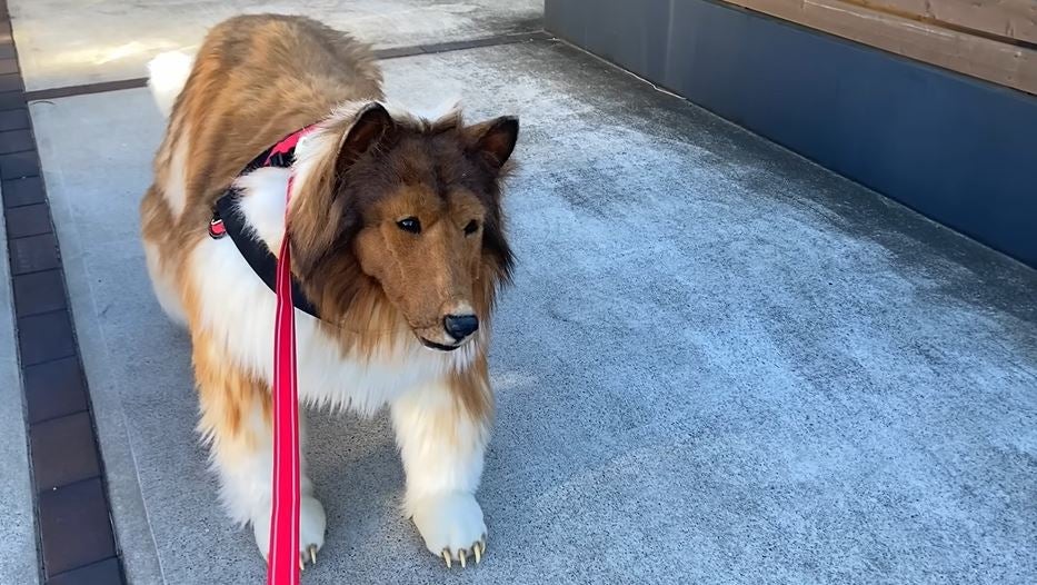 Toco takes his first walk as a ‘human dog’