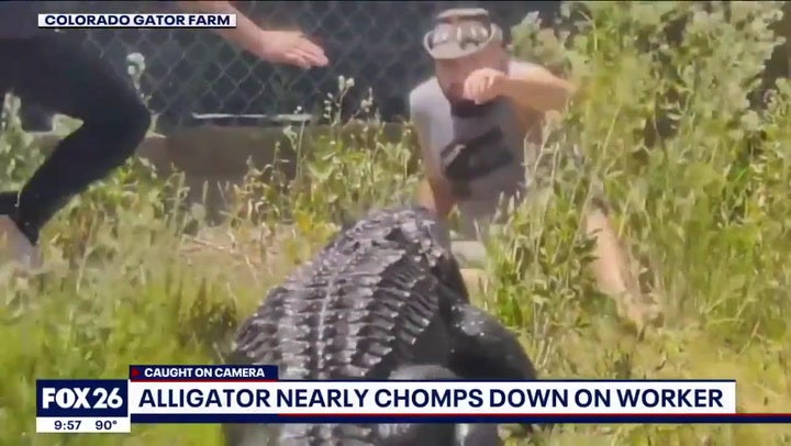 Reptile park worker slips while feeding 600lb alligator