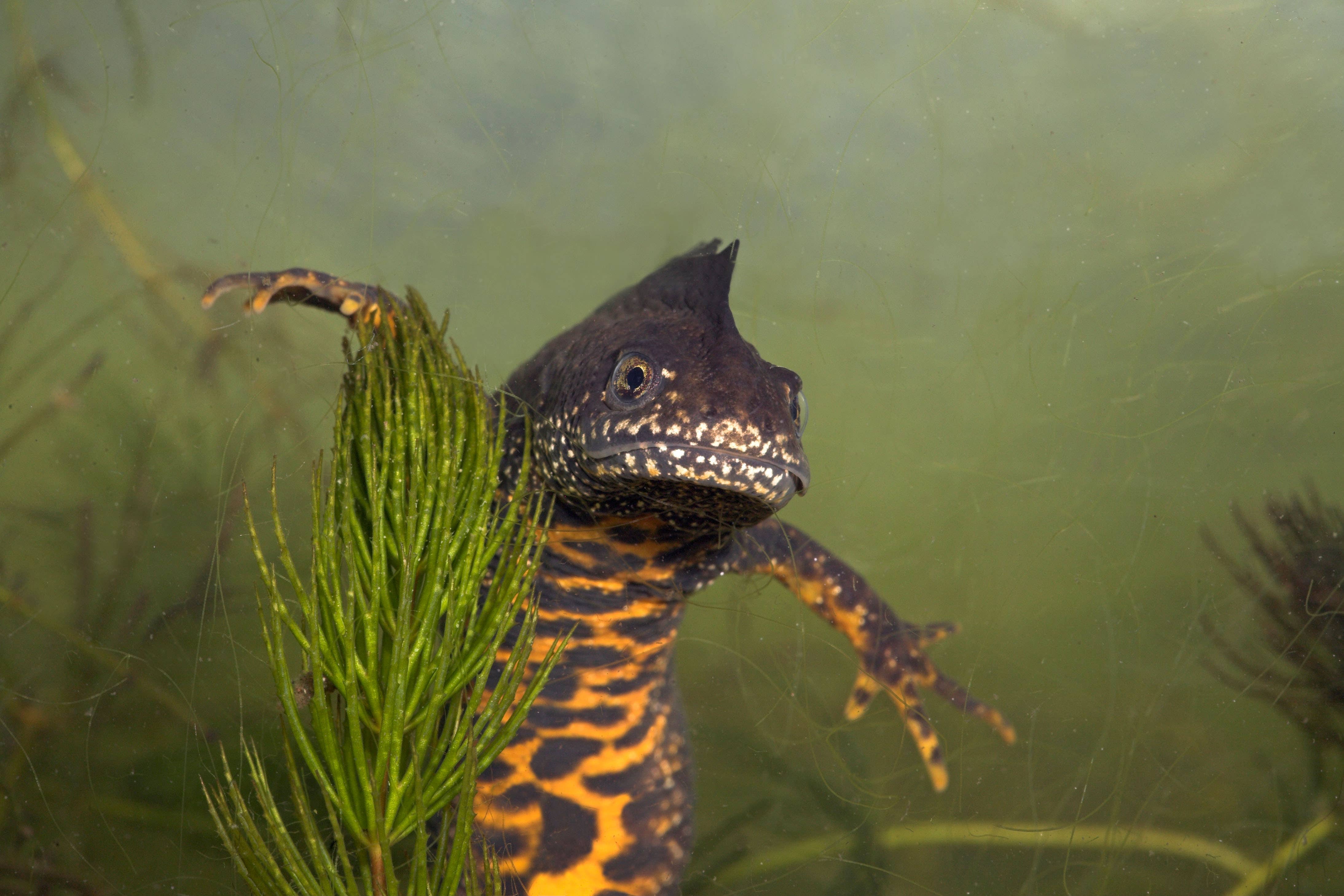 Great crested newts could scupper Mr Johnson’s plans