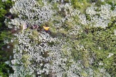 Thief wearing high-vis jacket attempts to hide from police