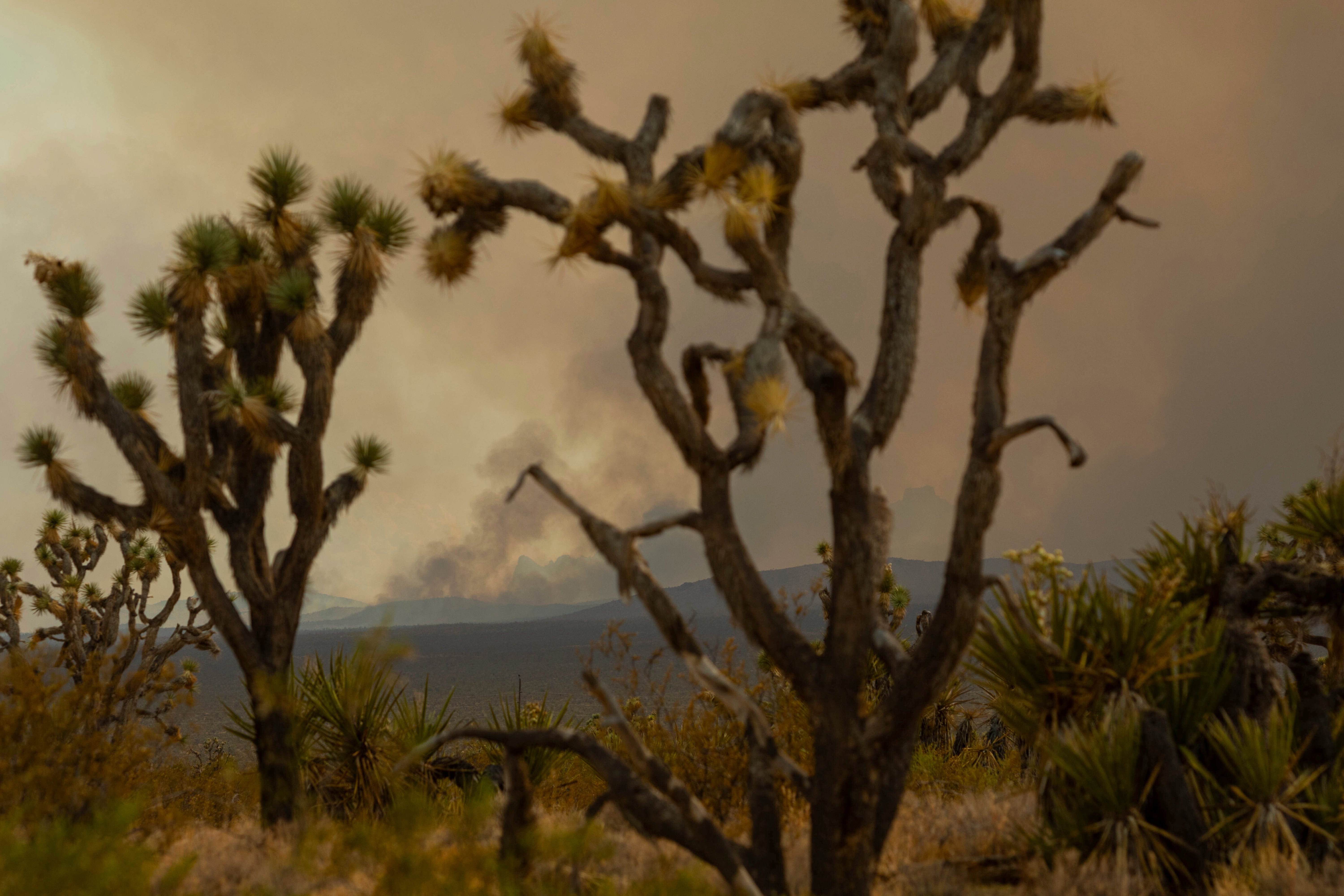 Fires burning in the Mojave National Park are threatening its famous Joshua trees