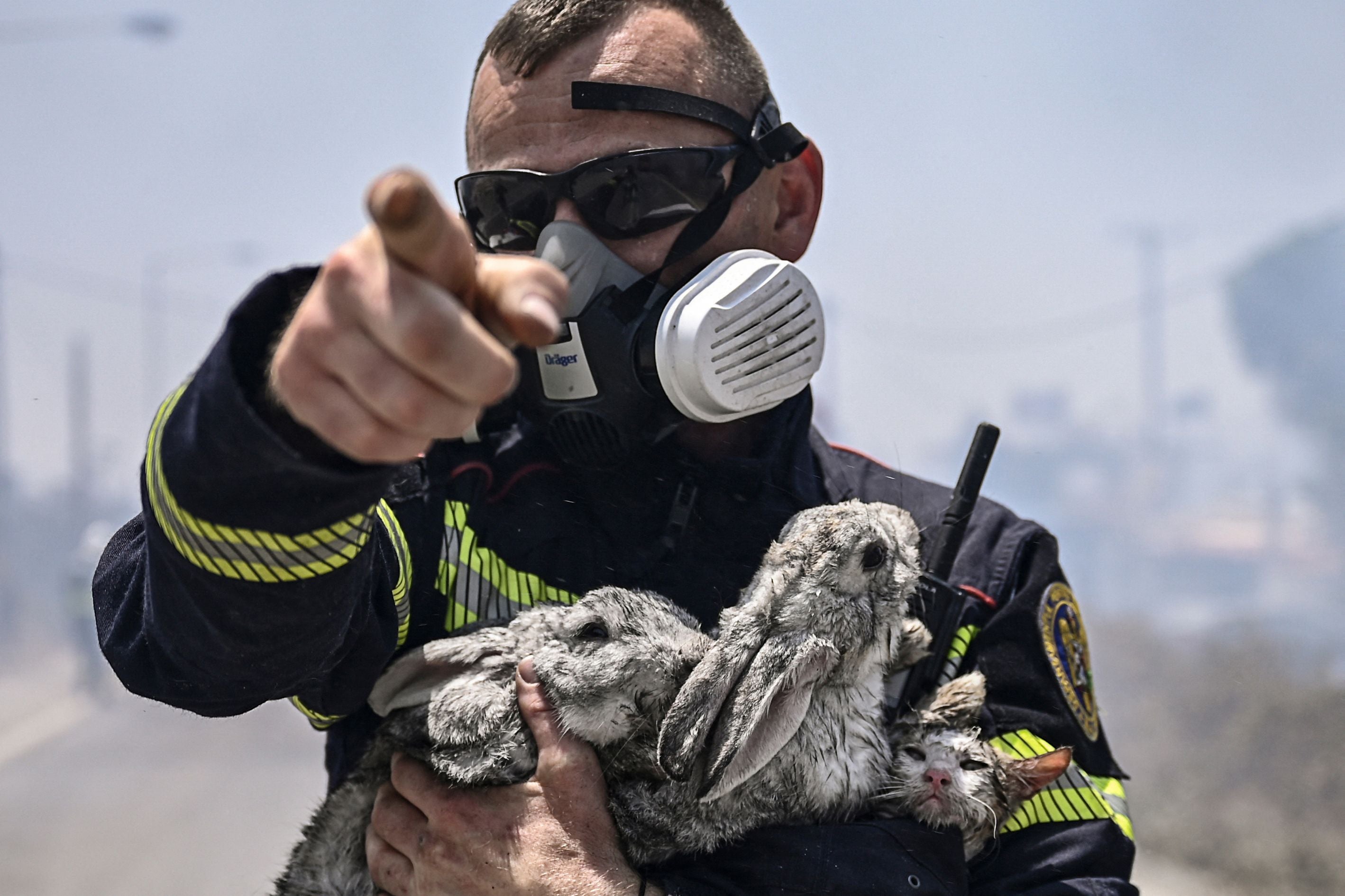 A fireman gestures and holds a cat and two rabbits after rescuing them from a fire between the villages of Kiotari and Gennadi, on the Greek island of Rhodes