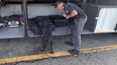 Italian police dog sniffs out €1 million in cash hidden in luggage