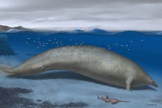 39 million-year-old extinct whale ‘may be heaviest animal that ever lived’