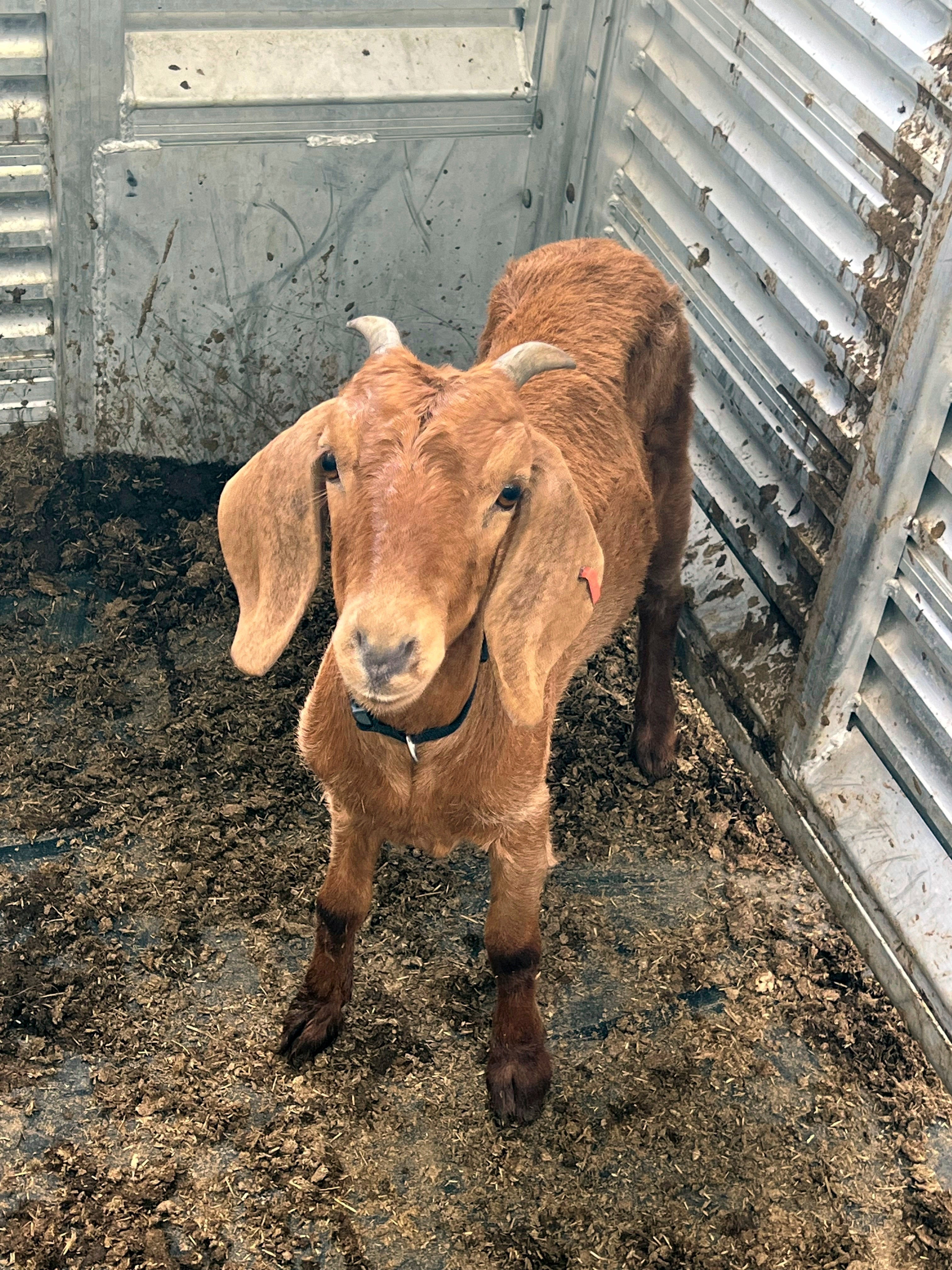 Missing Texas Rodeo Goat