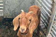 Willy the Texas rodeo goat, on the lam for weeks, has been found safe