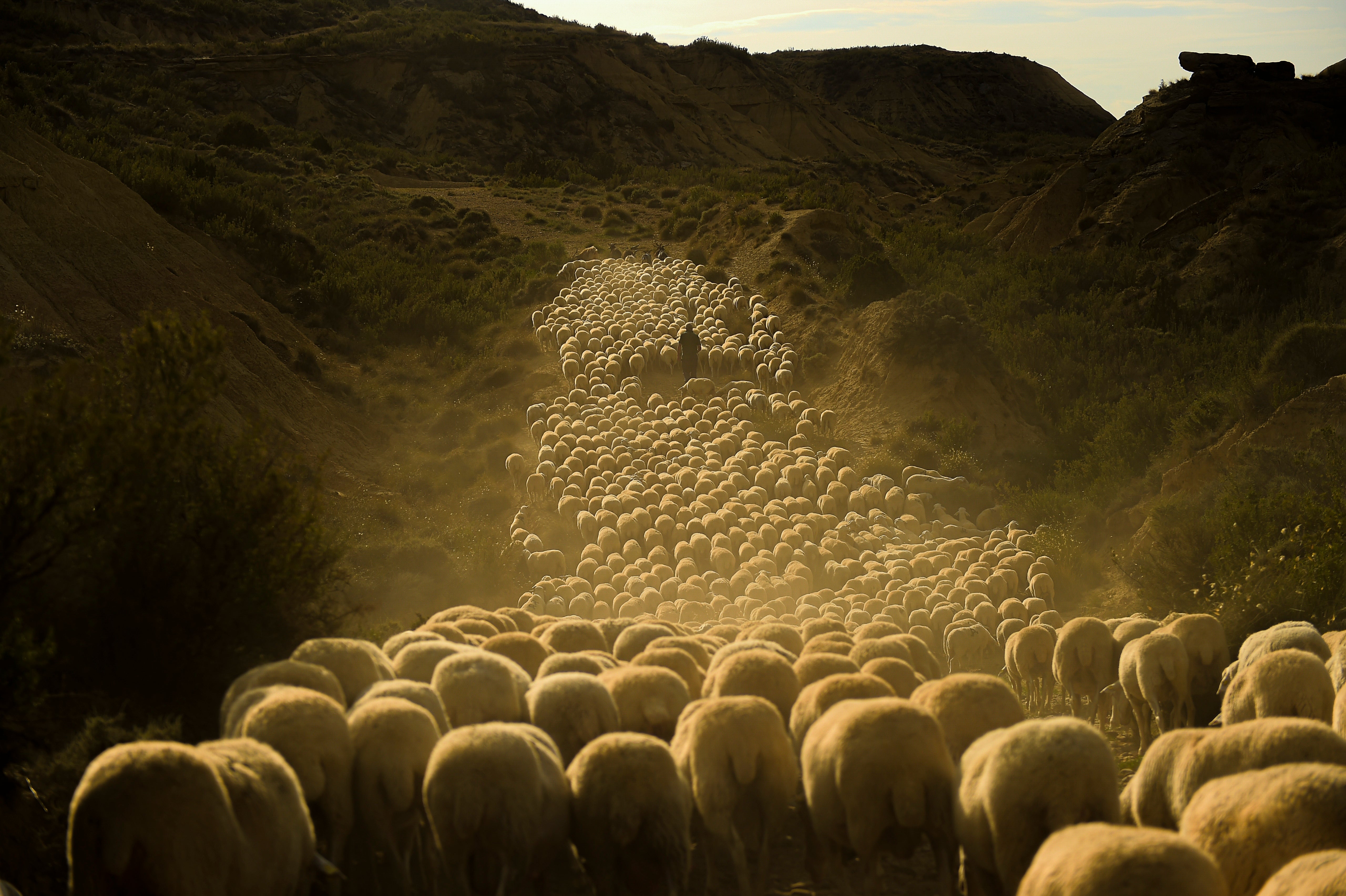 APTOPIX Spain Livestock Ritual Photo Gallery