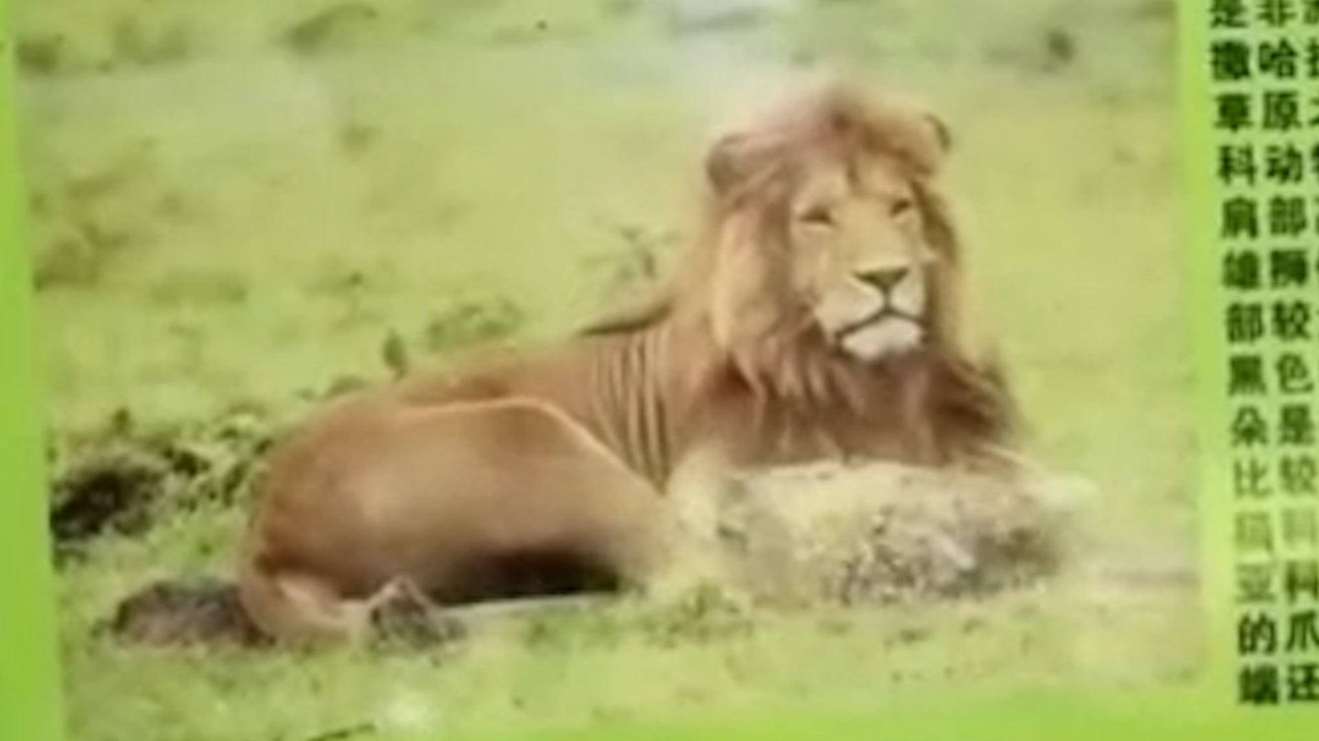 The African lion poster at Yuanjiashan Zoo