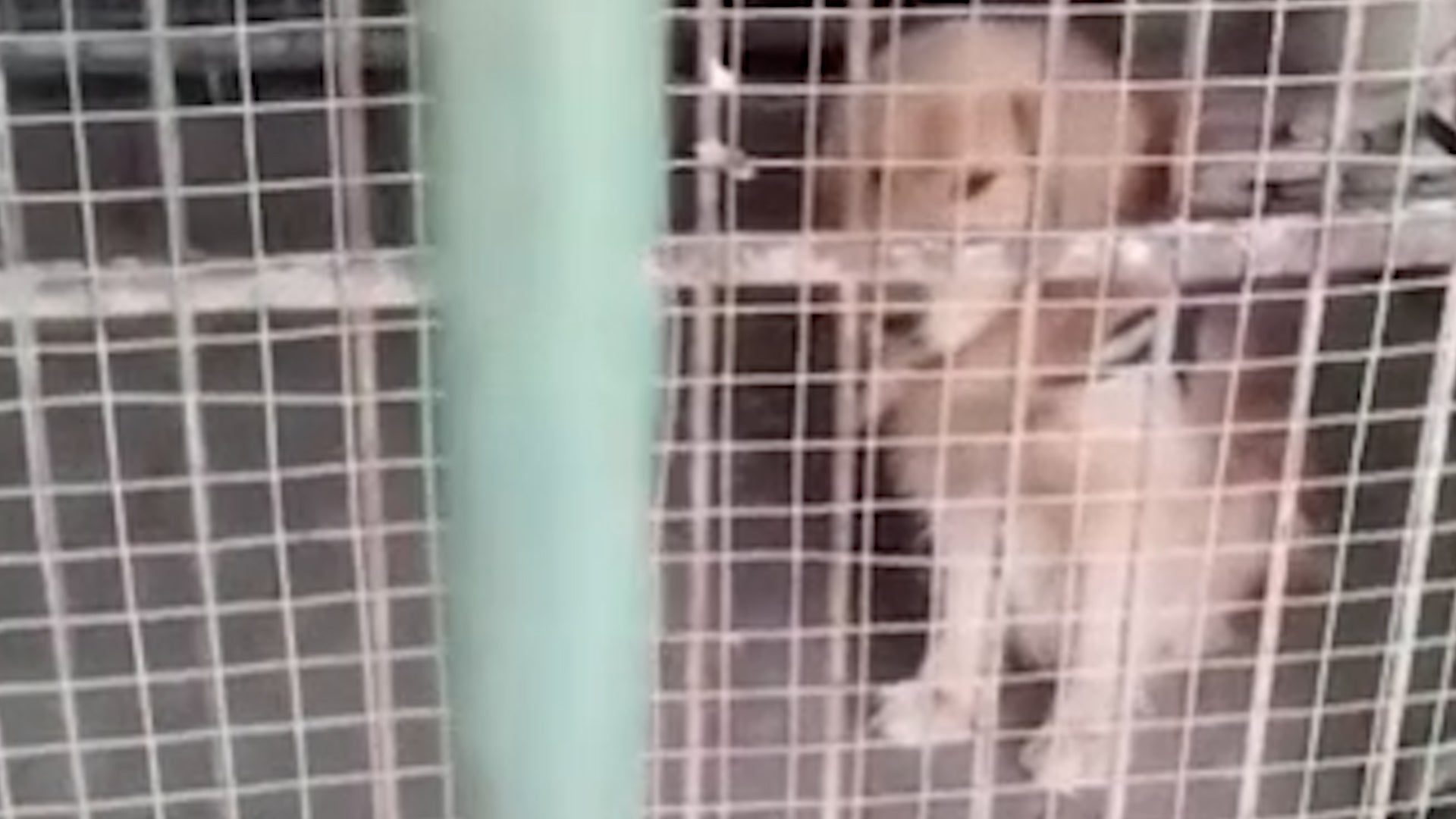 The mini-lion captured at Yuanjiashan Zoo.