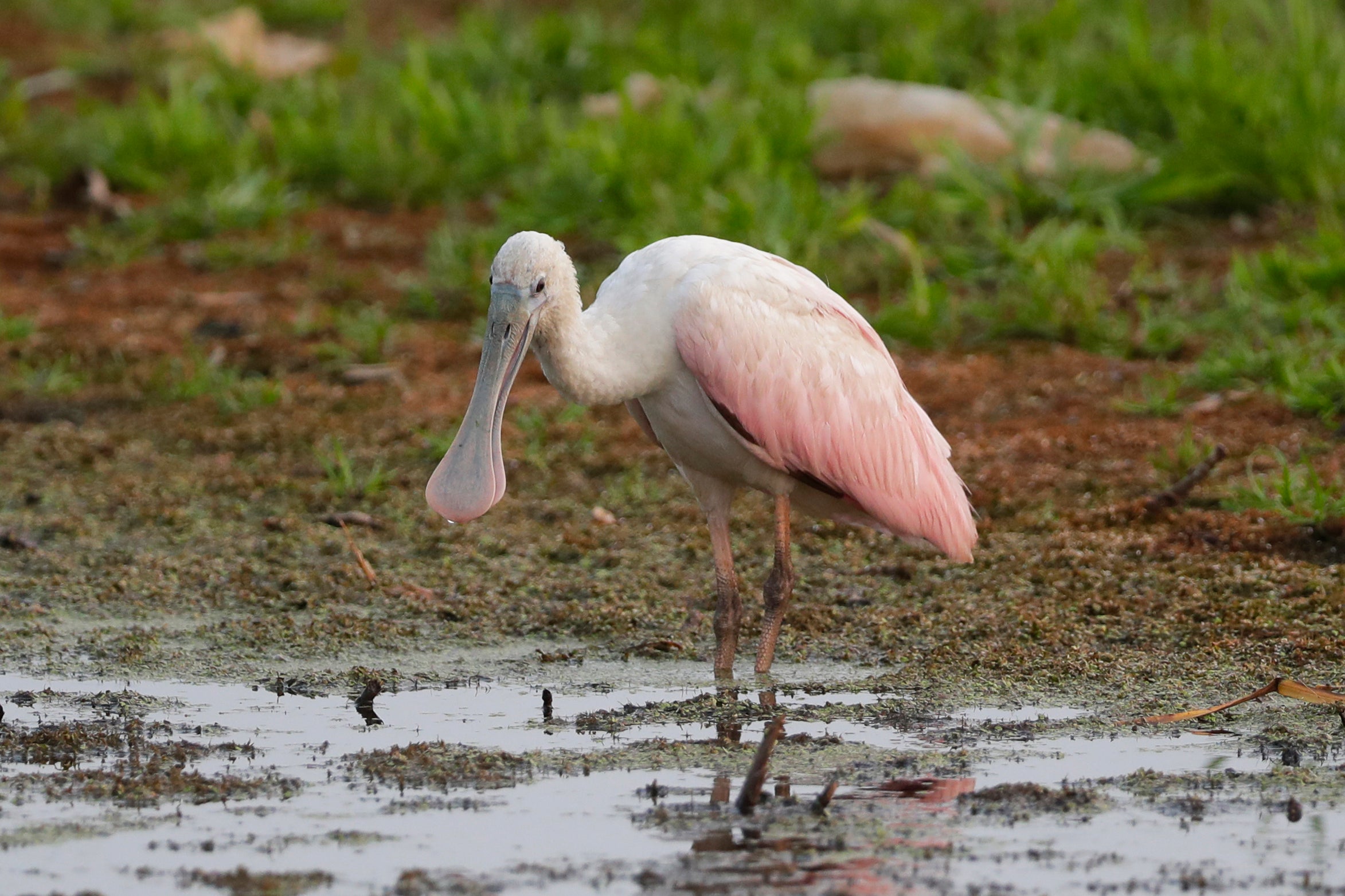 Wisconsin Roseate Spoonbill