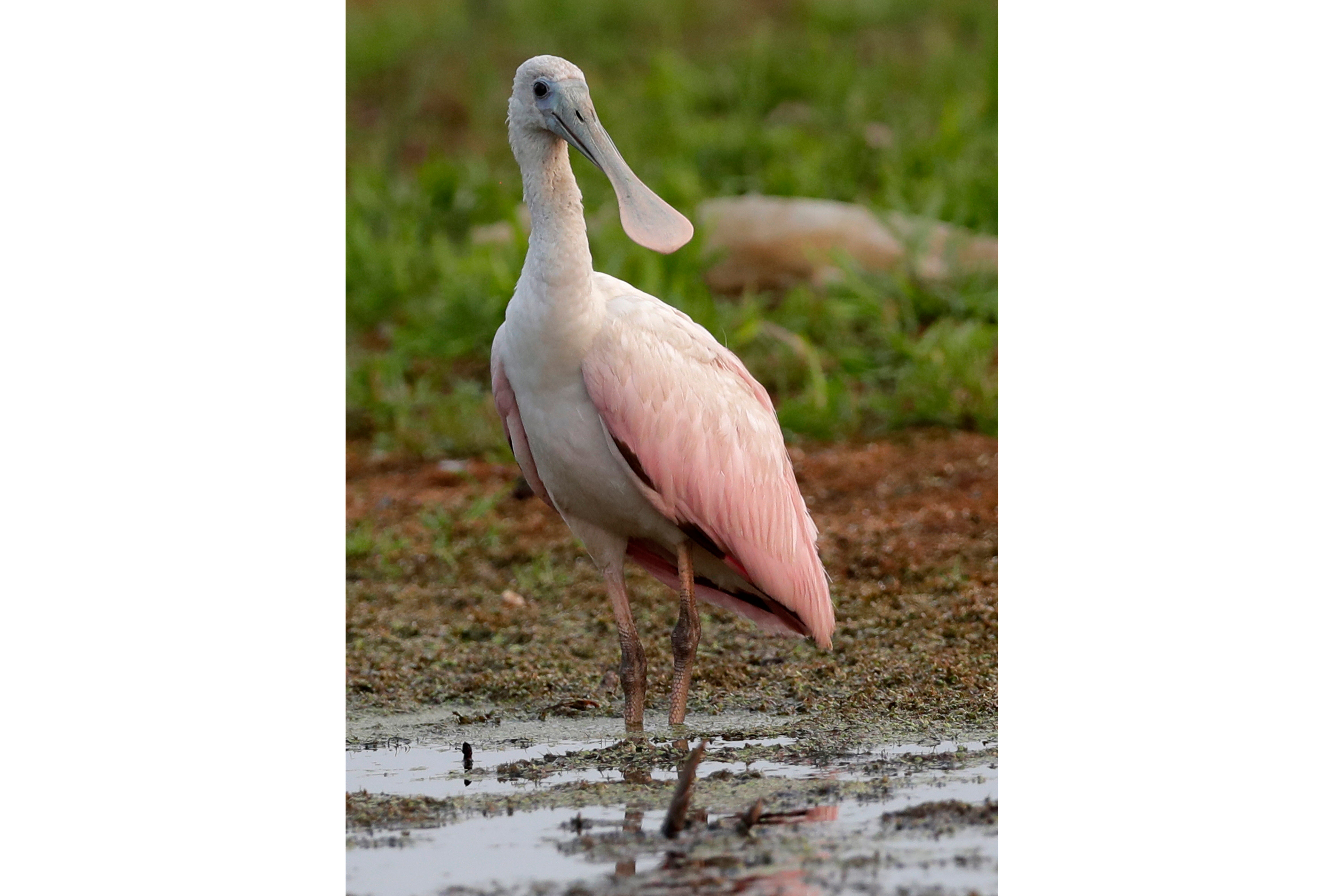 Wisconsin Roseate Spoonbill