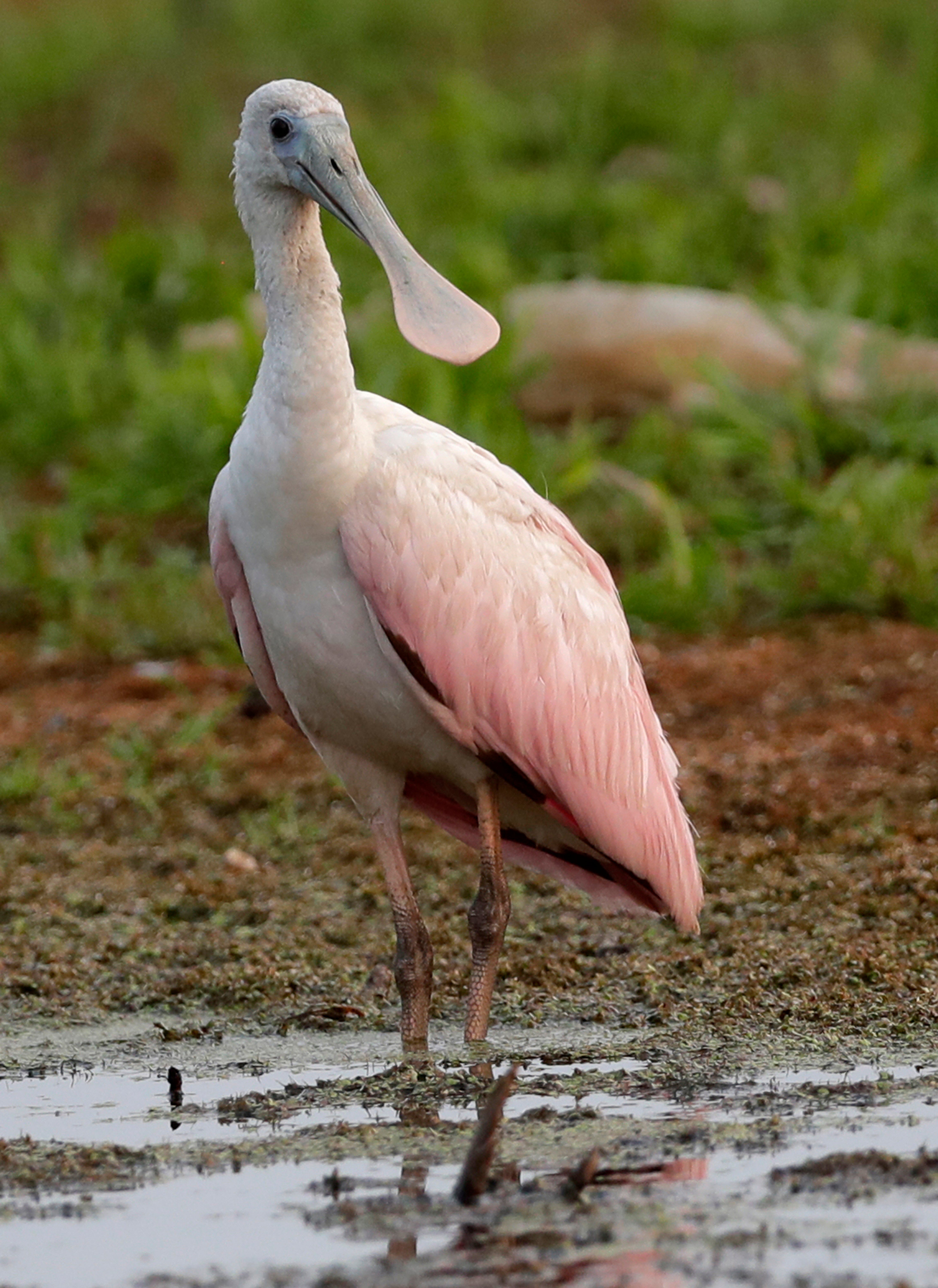 Wisconsin Roseate Spoonbill