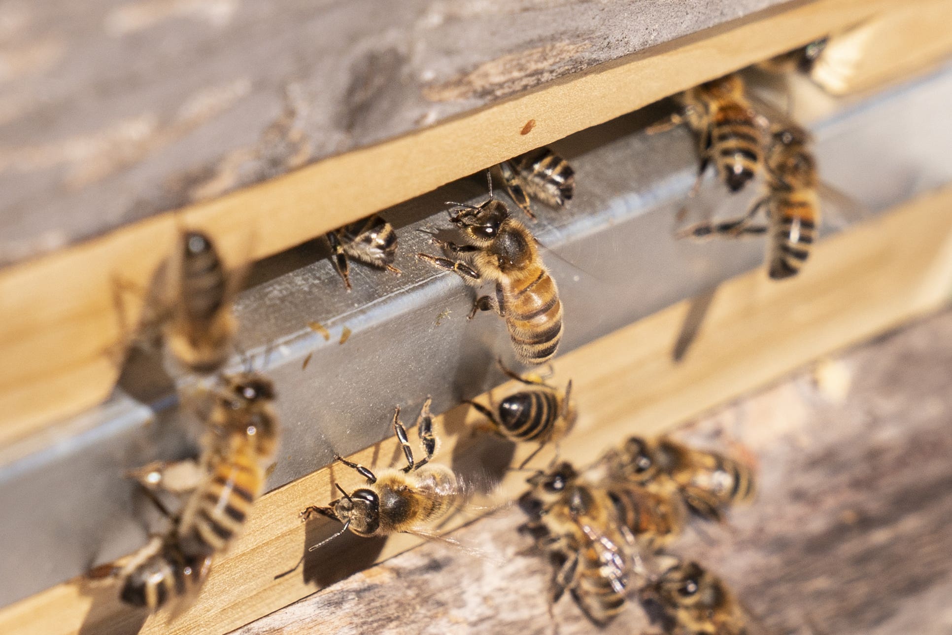 Witnesses have been urged to come forward after the hives disappeared near Llangollen, North Wales over the weekend (Danny Lawson/PA)