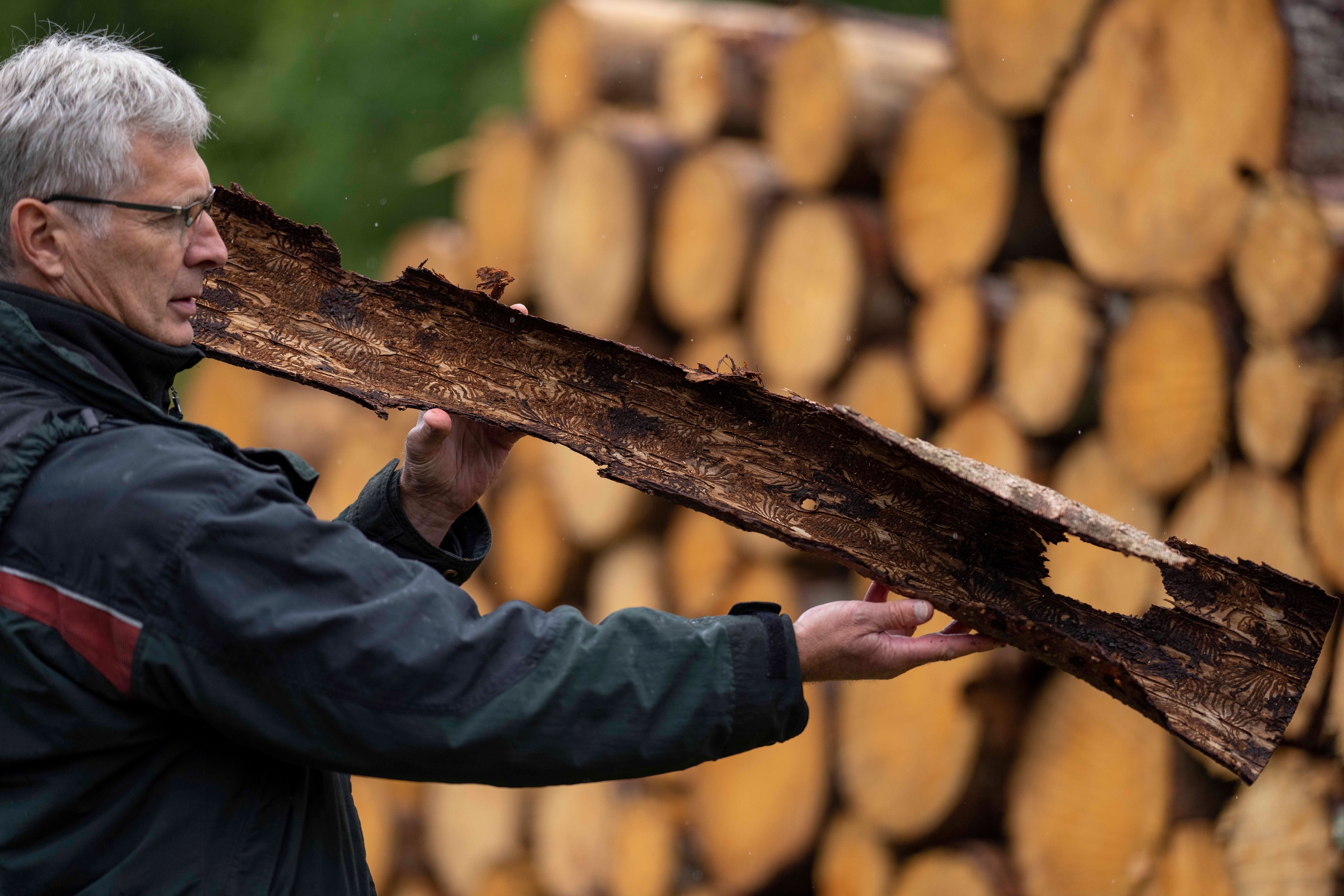 When an area of contamination has been identified, the tree hosting it and the neighbouring wood, has to be removed