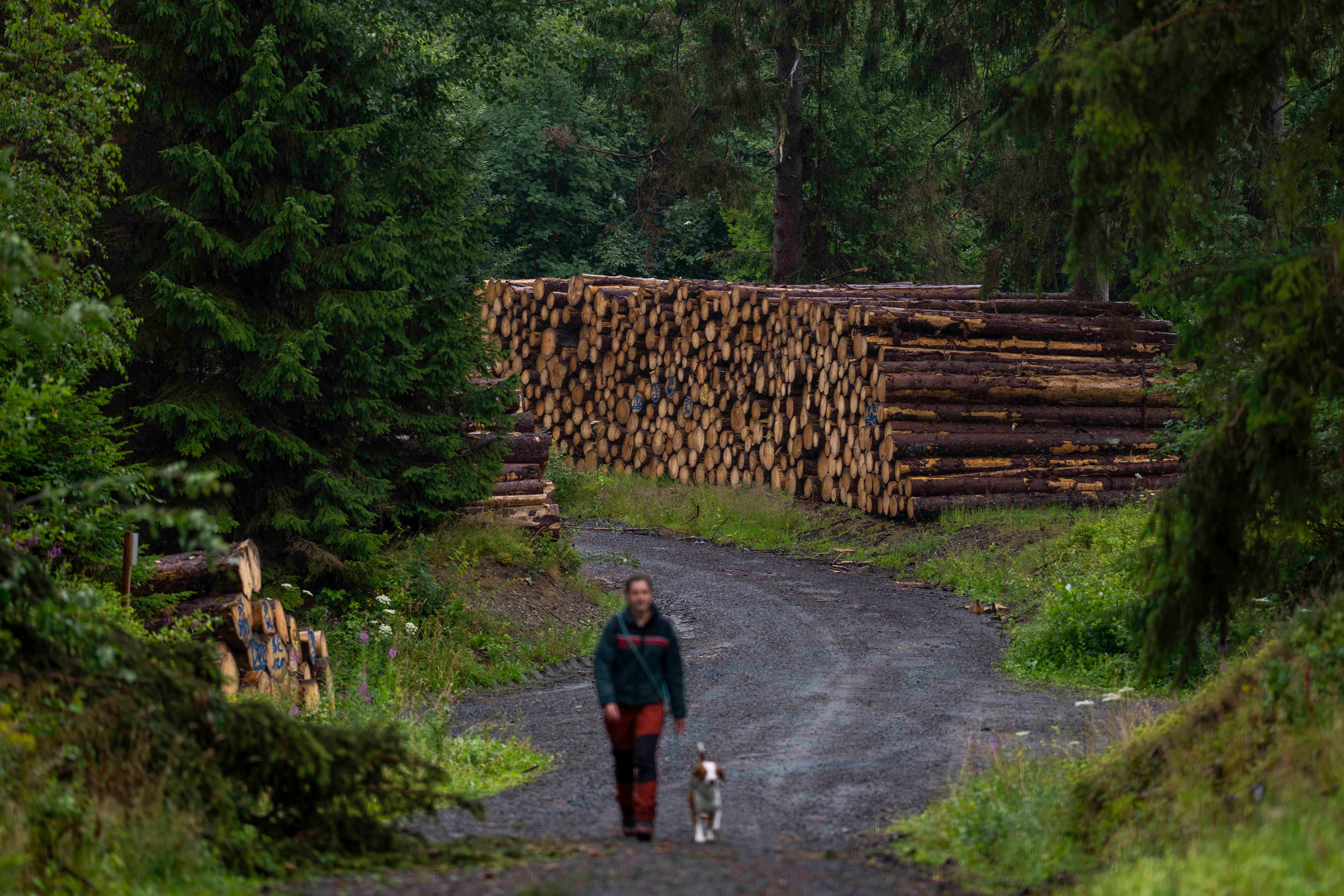 The spruce bark beetle was first detected in the UK in 2018