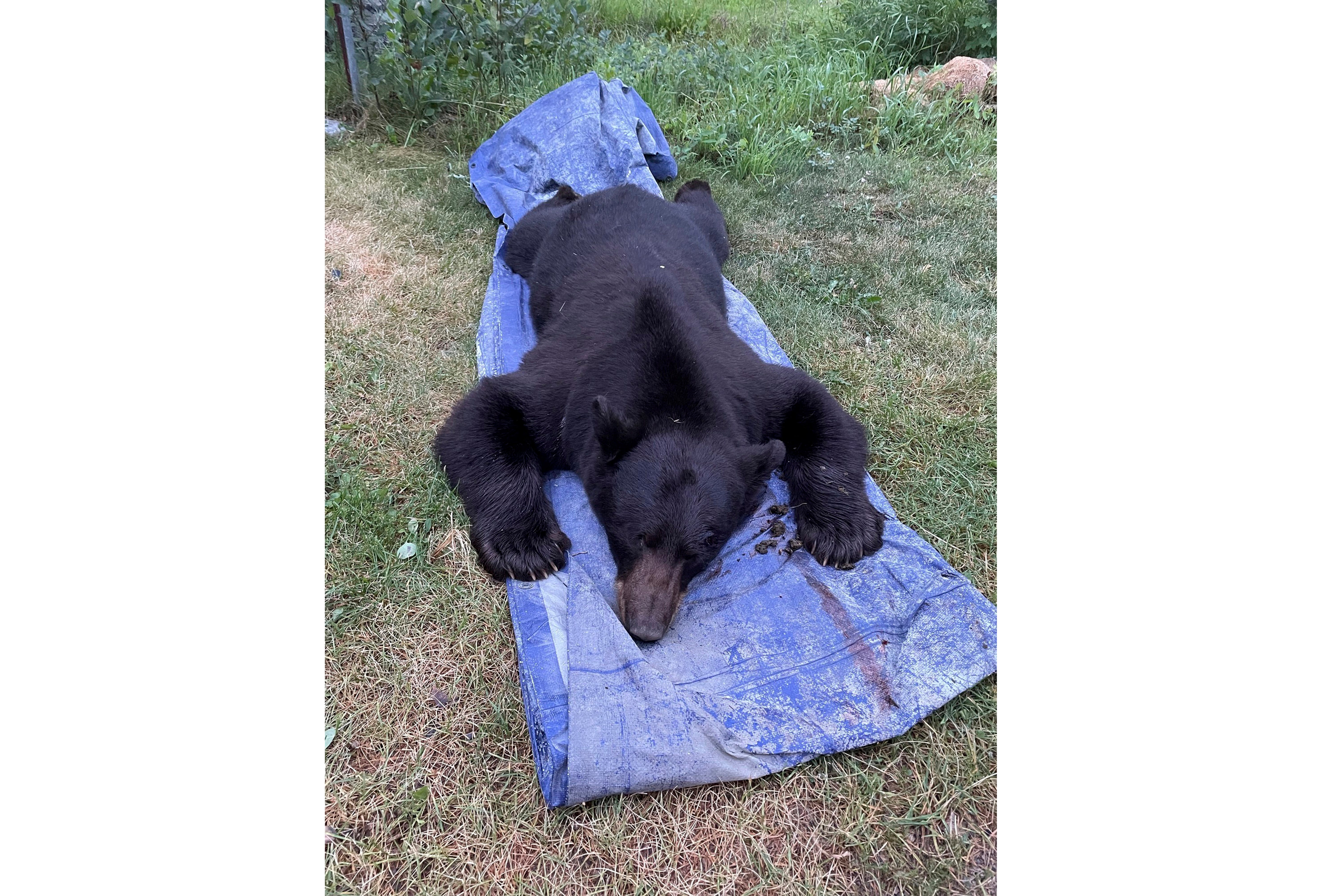 Bear Killed Living Room