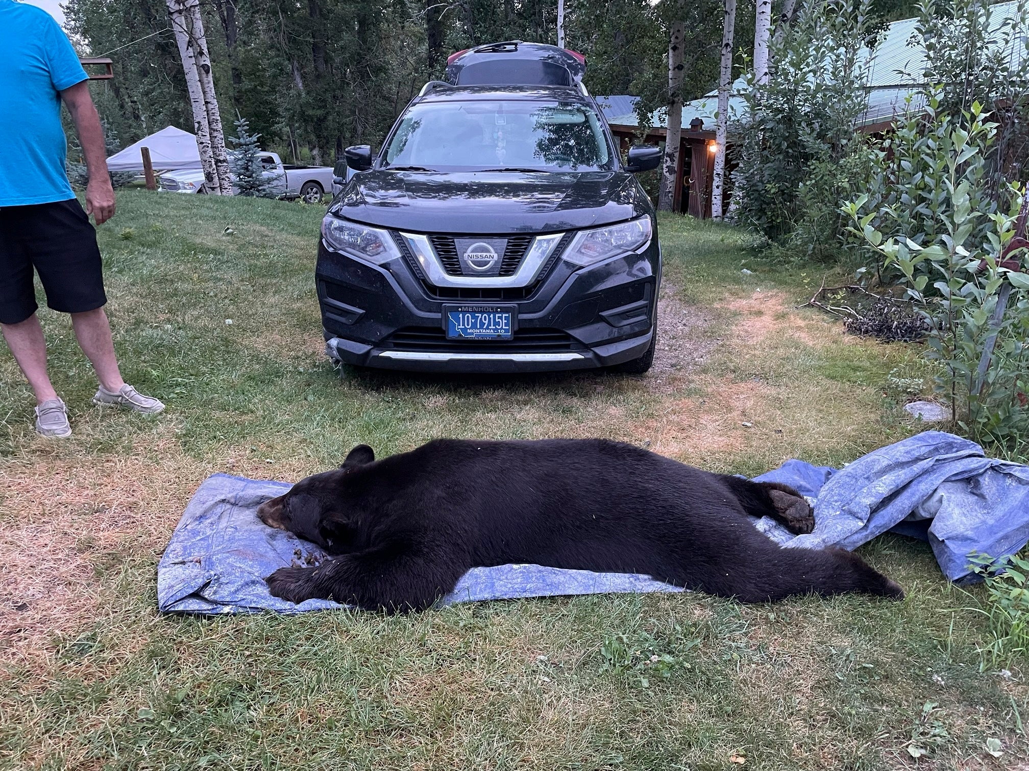 Bear Killed Living Room