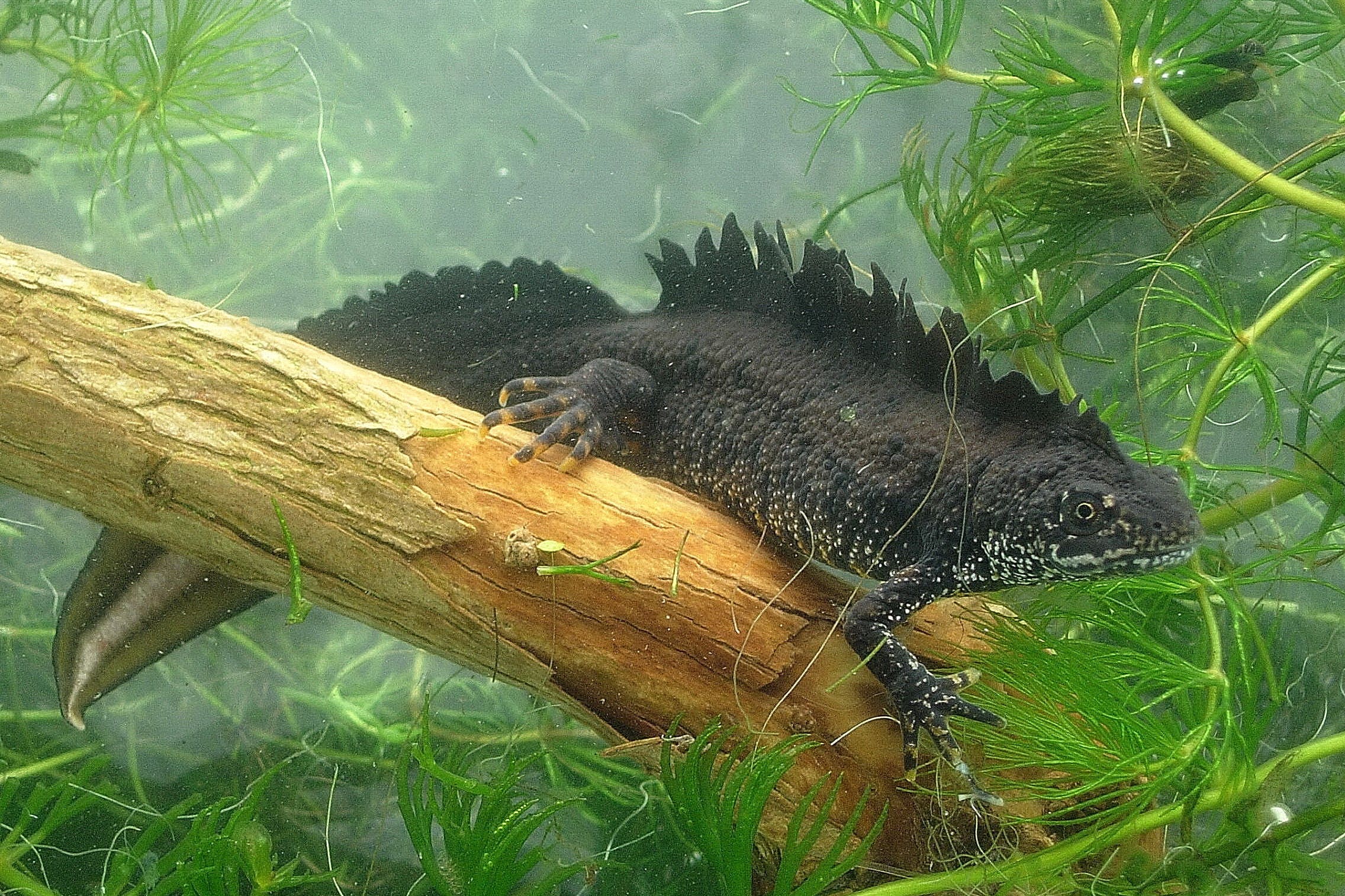 An adult male great crested newt