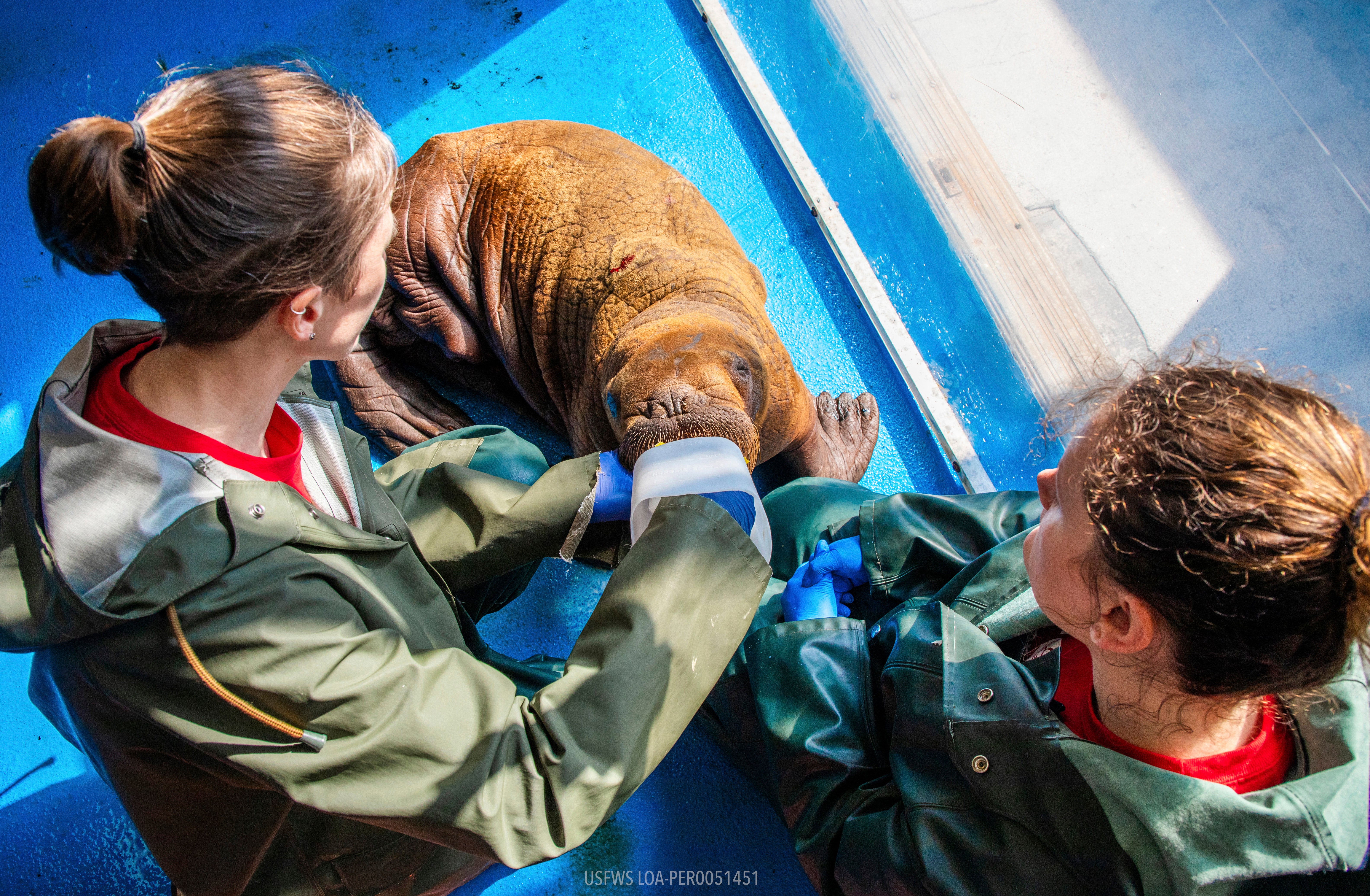 Wildlife Response Animal Care Specialists Halley Werner, left, and Savannah Costner feed formula to the calf.