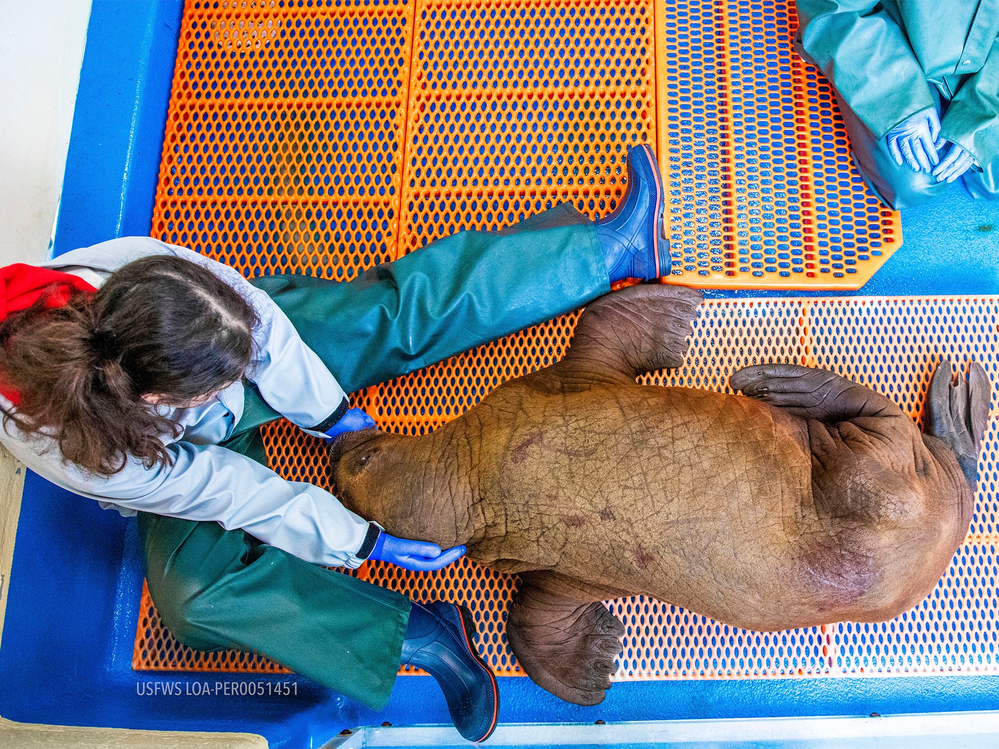 The one-month-old weighs a whopping 90kg