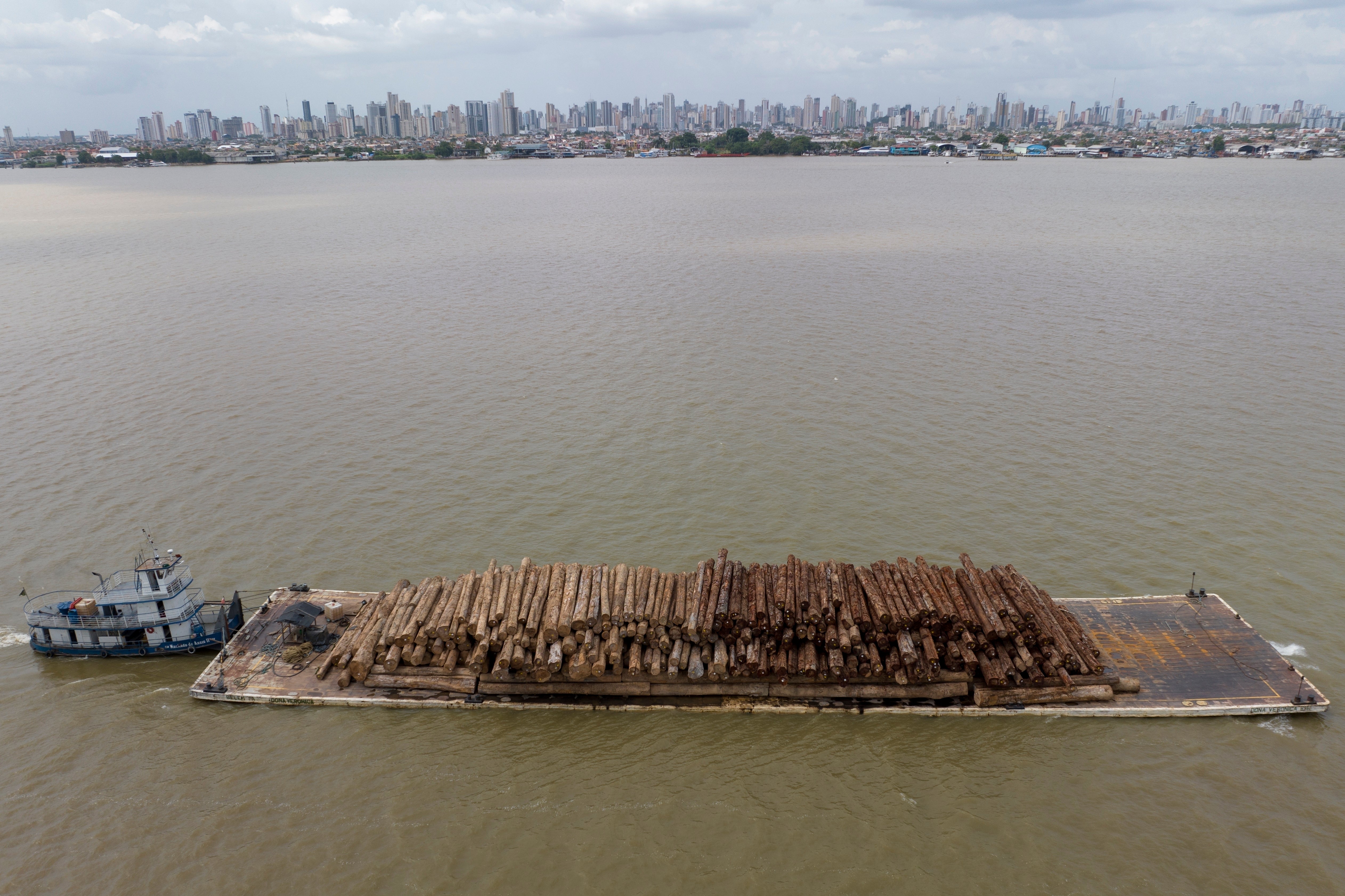 Amazon Rainforest Explainer