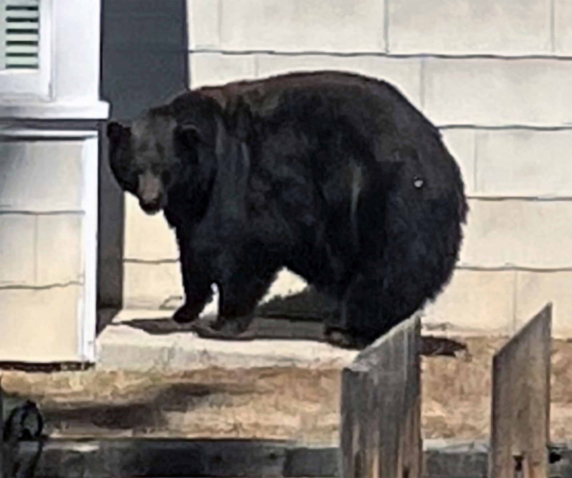 California Bear Break Ins