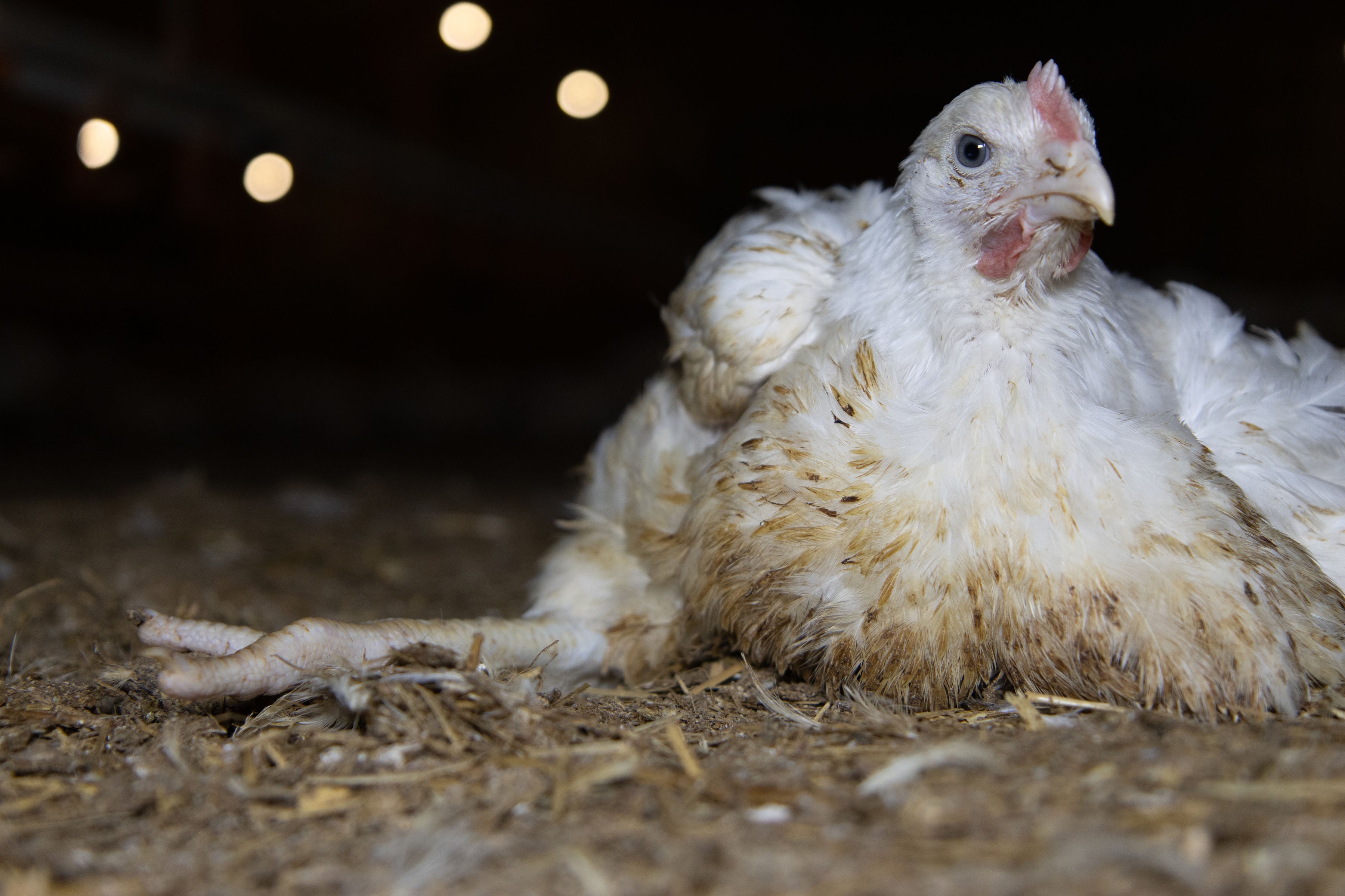 Footage collected by Open Cages shows birds looking deformed, injured and filthy