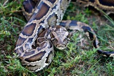 ‘Python huntress’ and husband arrive in Florida to hunt snakes as annual challenge begins