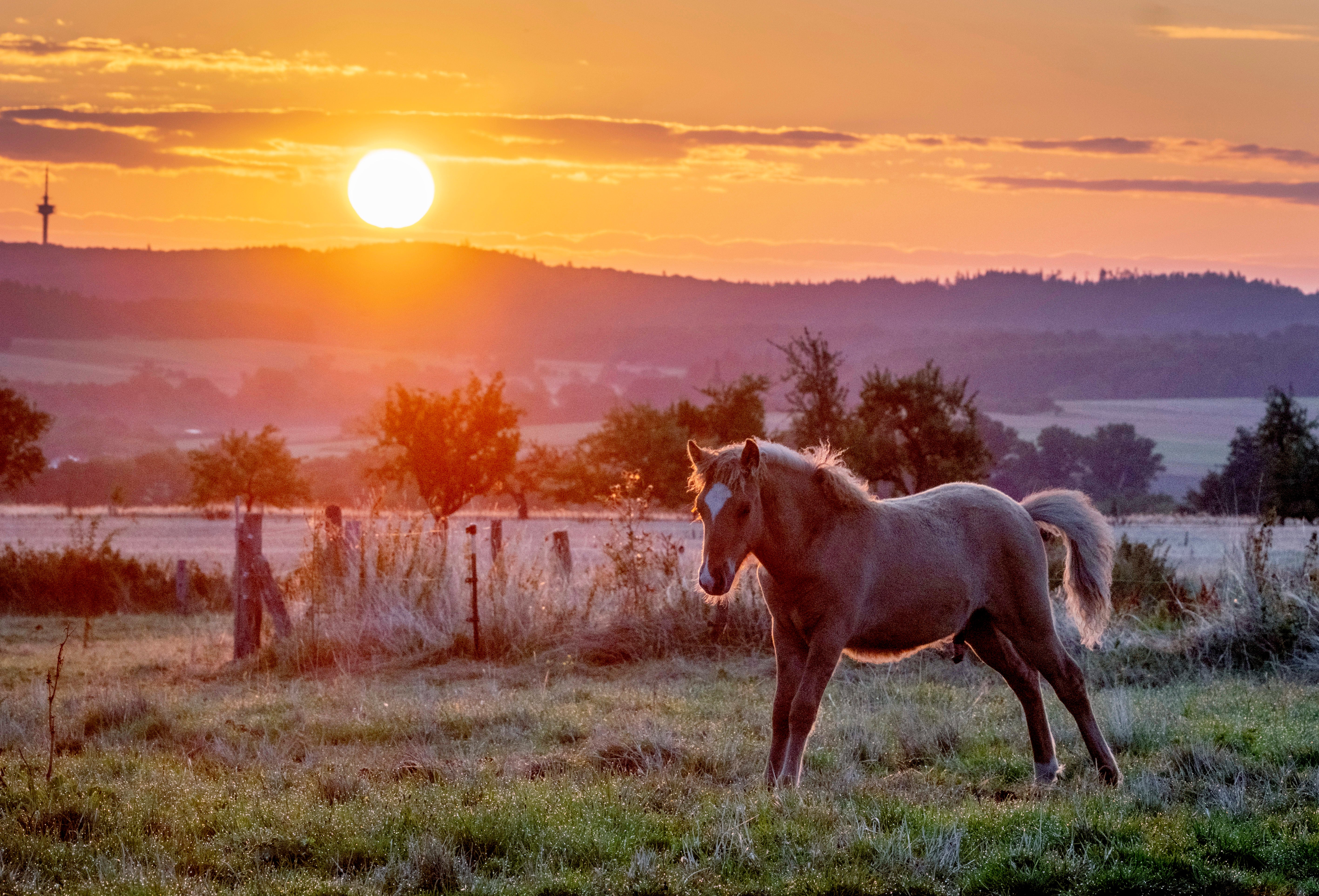 An Icelandic foals stands on a meadow of a stud farm as the sun rises in Wehrheim near Frankfurt, Germany