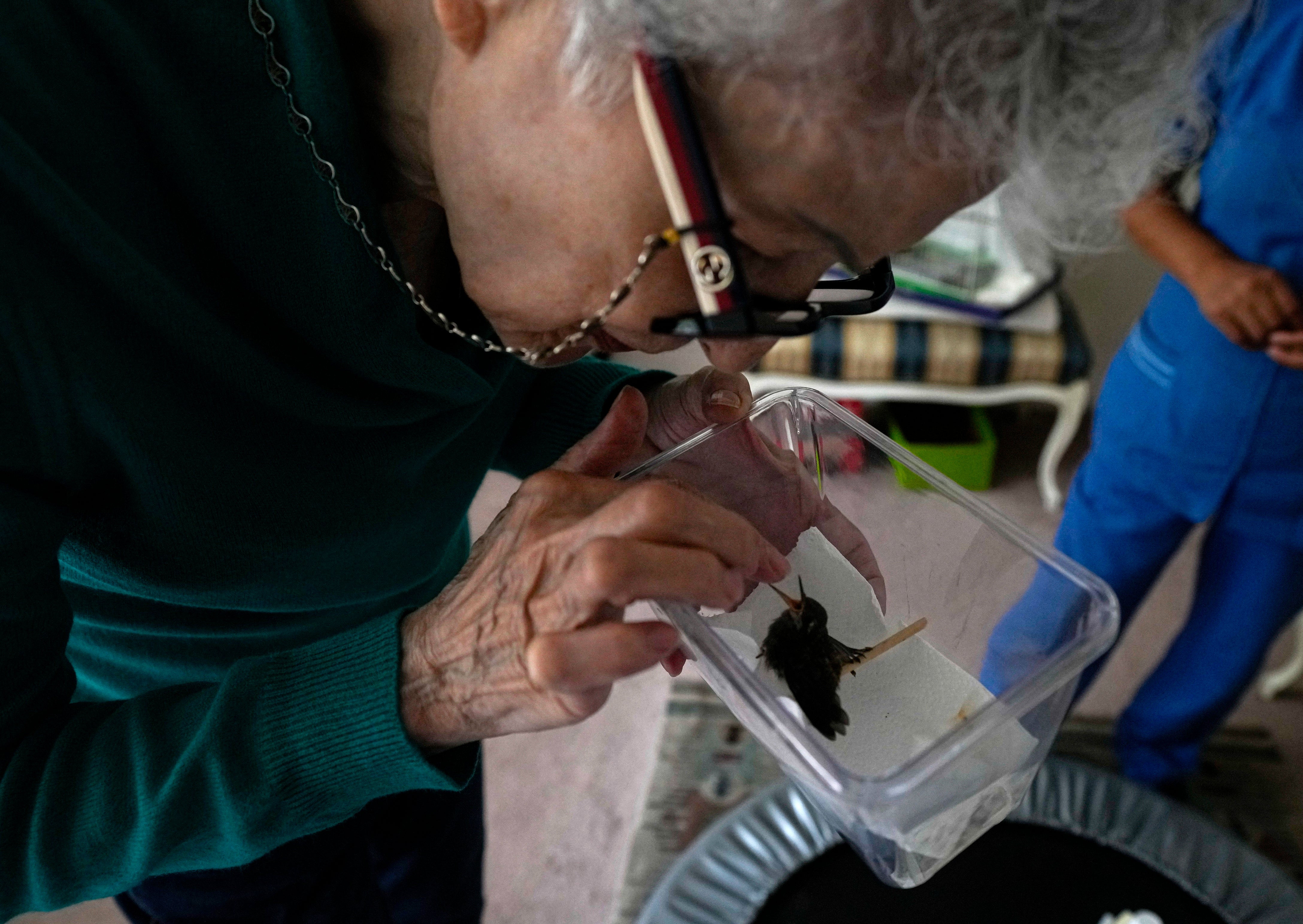 Mexico Hummingbird Clinic