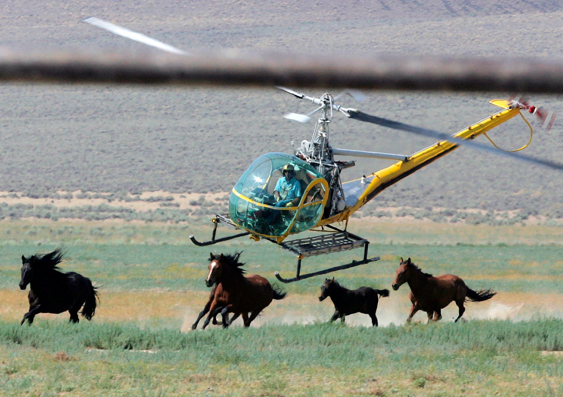 Wild Horse Roundup Death