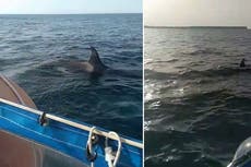 Watch: Orca tears rudder off boat as terrified sailor films fresh attack