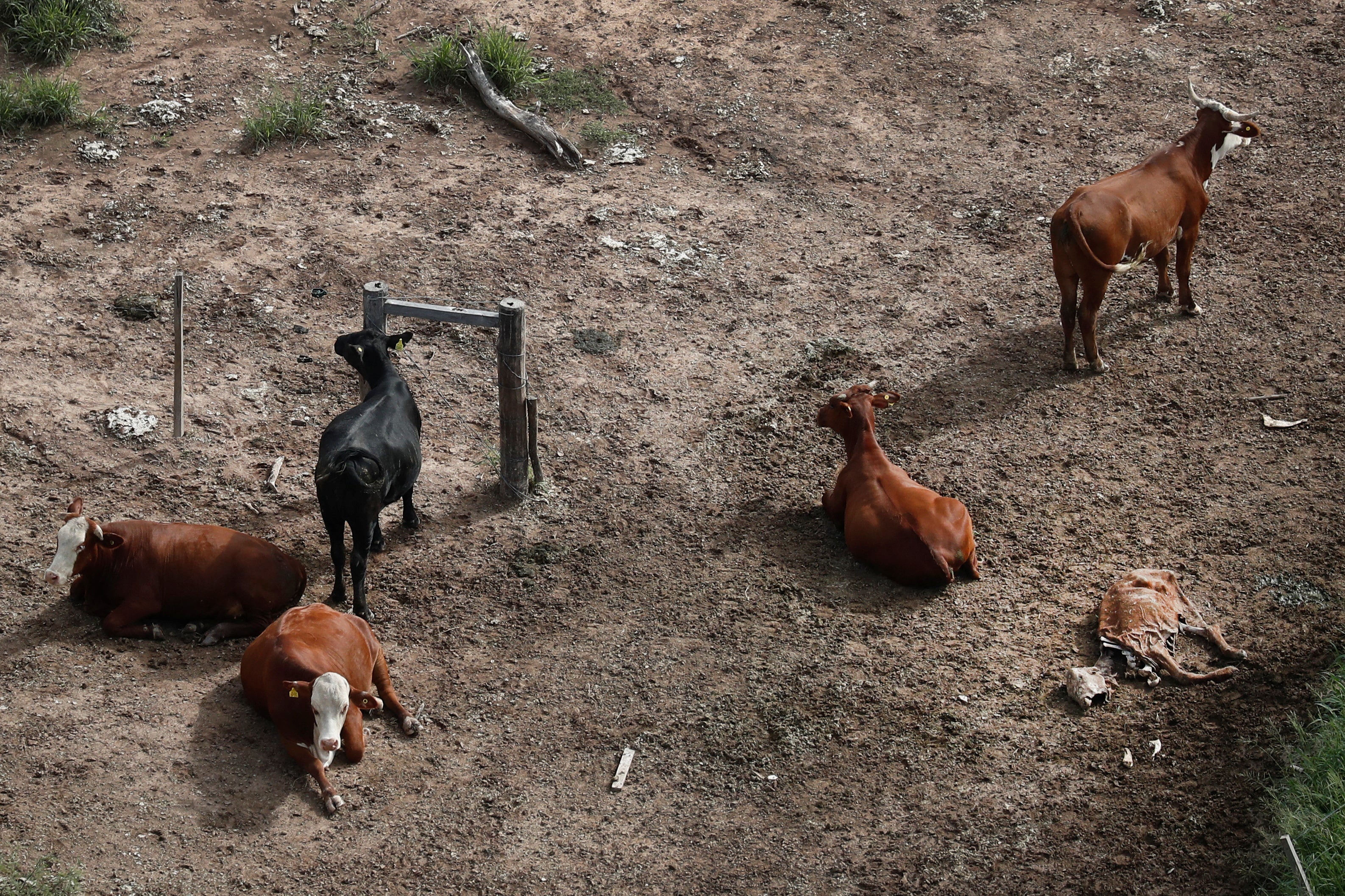 Cattle rest on a bare plot of land near Las Lomitas in Formosa, Argentina