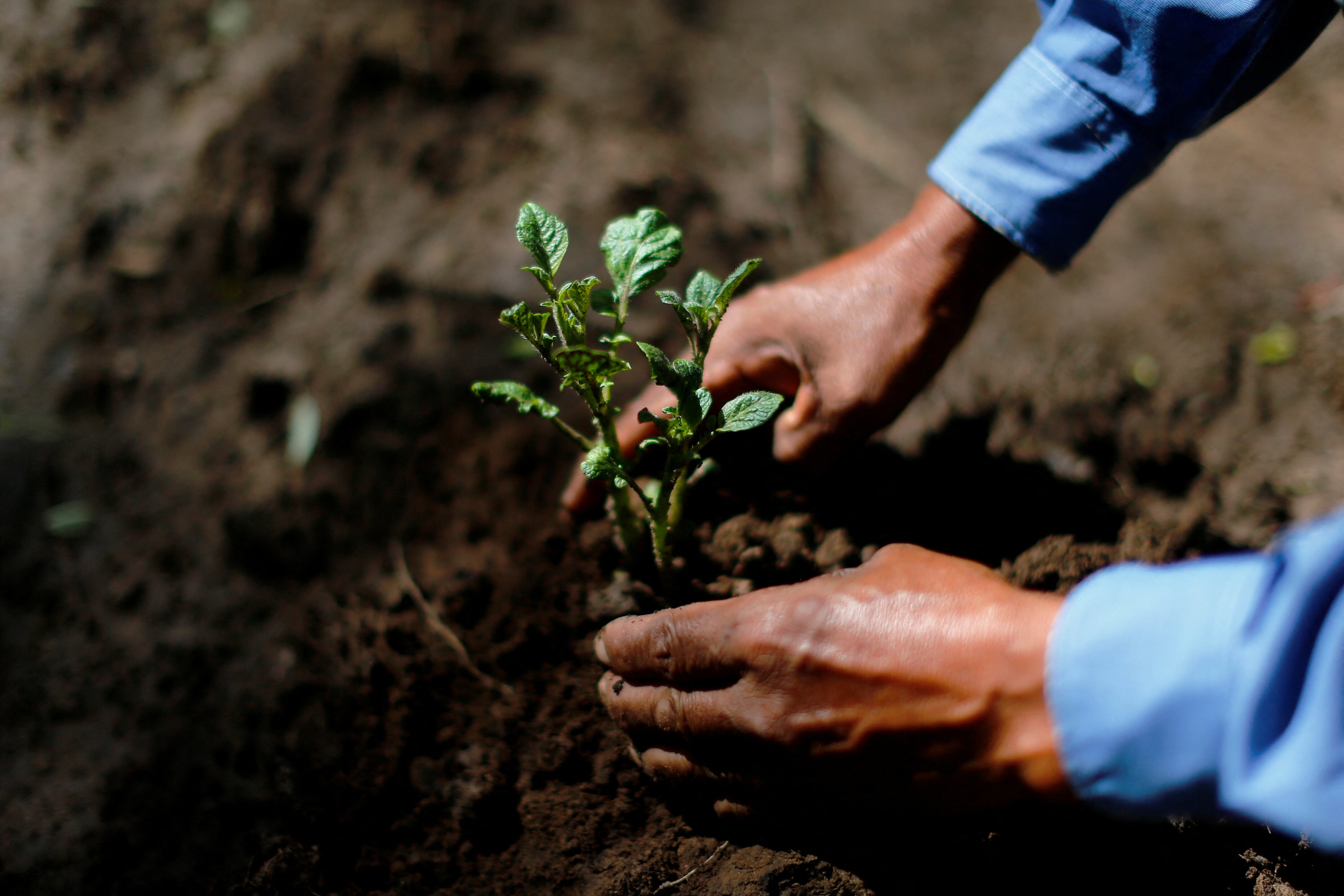 Jose takes care of a potato plant in his farm, where he harvests what he eats, in Pozo del Tigre in Formosa, Argentina