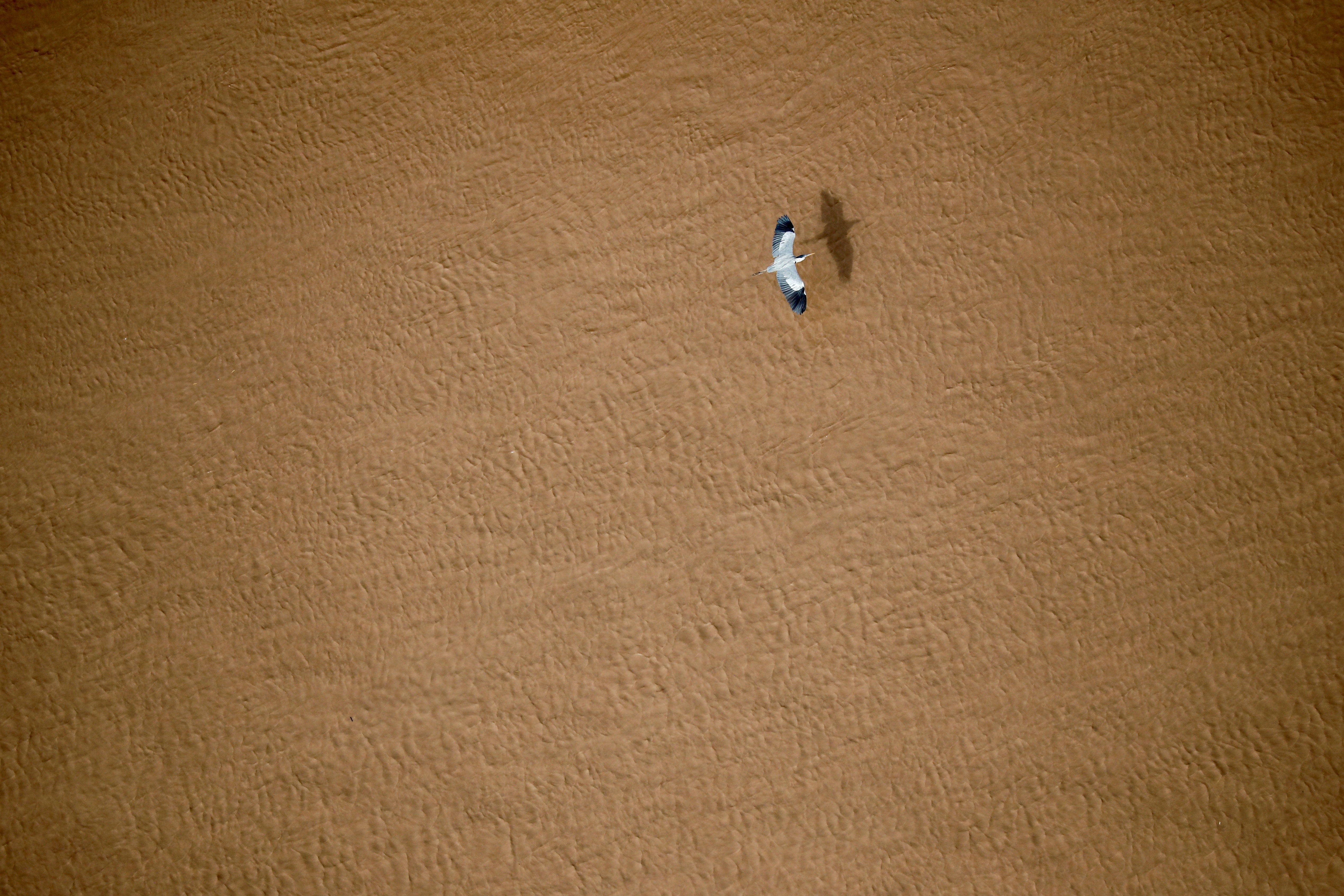 A bird flies over the Bermejo river near Las Lomitas, in Formosa, Argentina