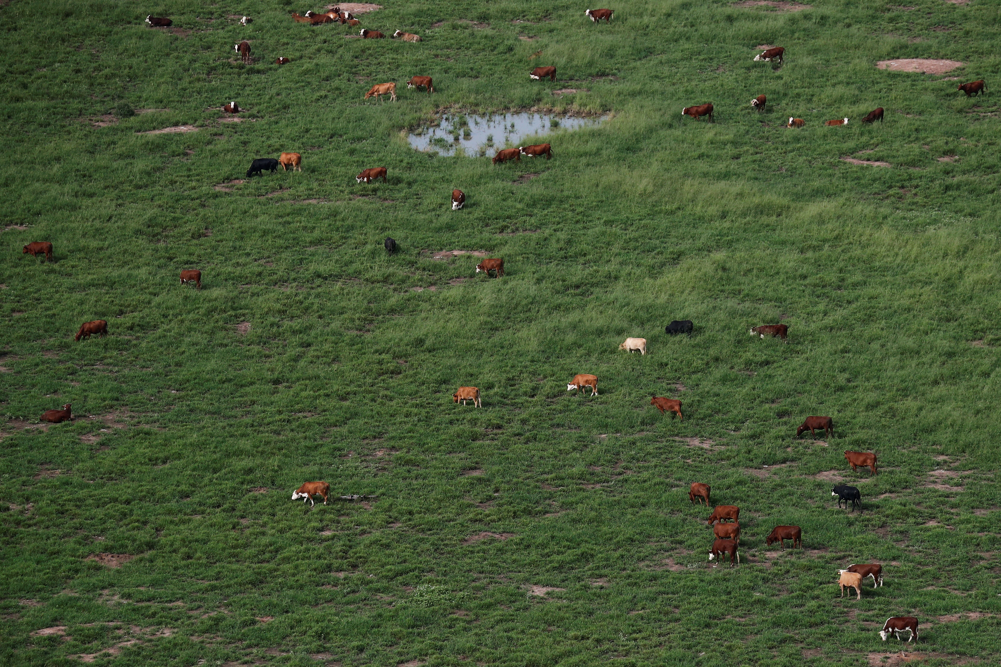 Cattle is seen grazing on land near Las Lomitas in Formosa, Argentina